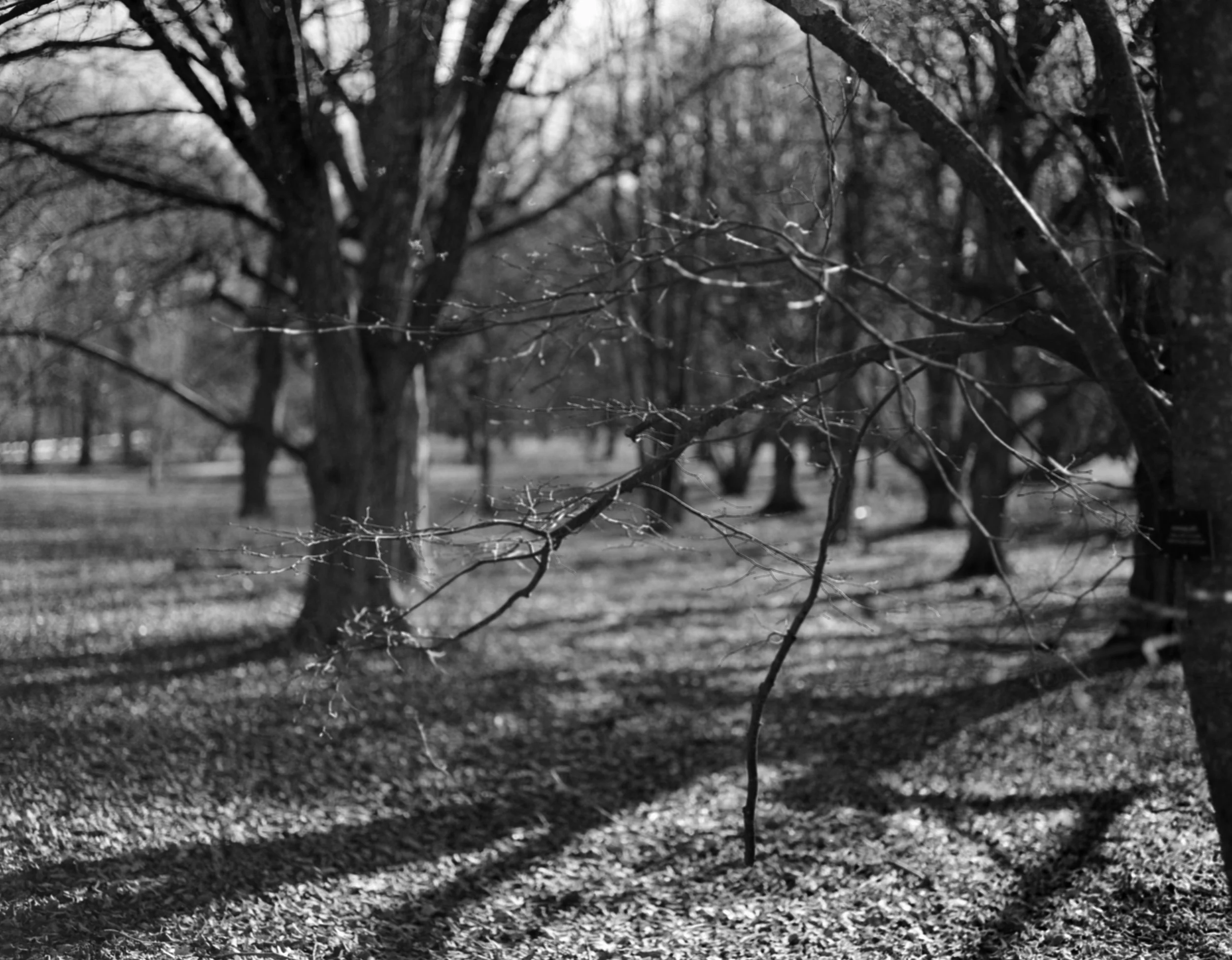 Black and white photo of a park with trees and leaf-covered ground, with long shadows cast by trees.