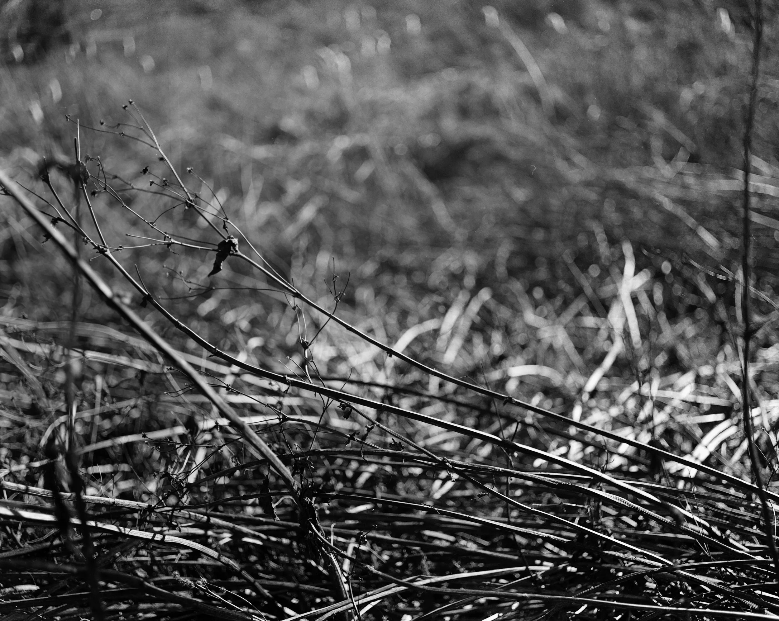 Black and white photo of tangled dry grass and plant stems on the ground with blurred background.