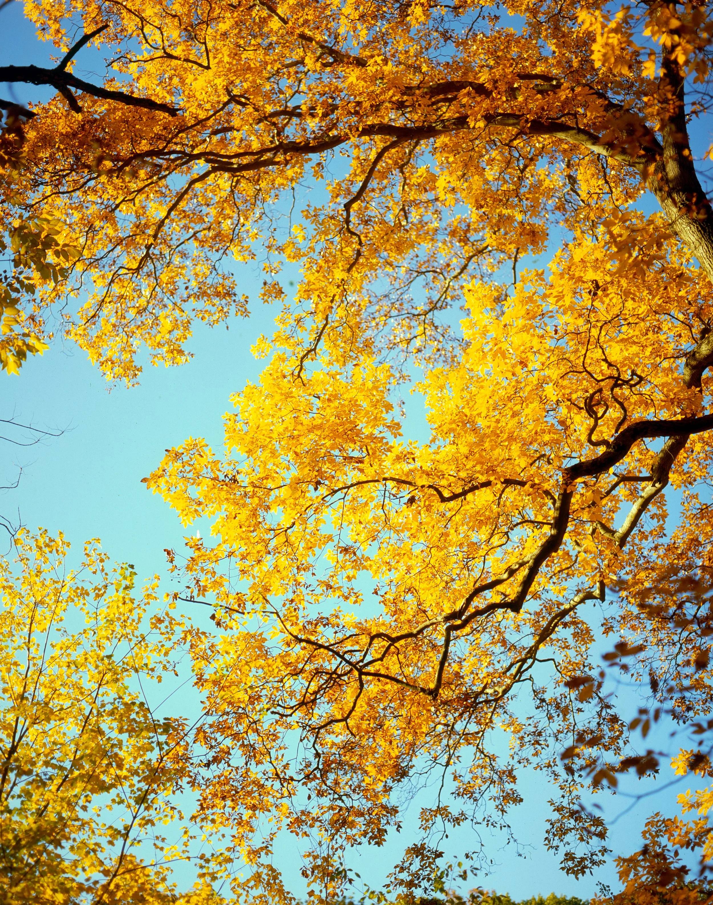 Tall trees with yellow autumn leaves against a clear blue sky.