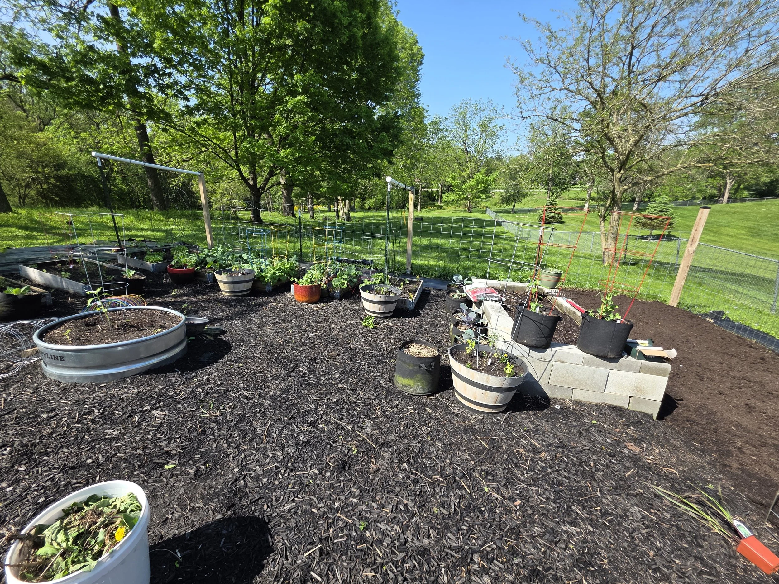 What’s Growing at Root2Rise: Garden Starts, Rhubarb, Strawberries &amp; Summer Dreams
