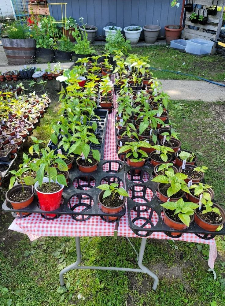What Seedlings Taught Me About Love, Growth, and Letting Go