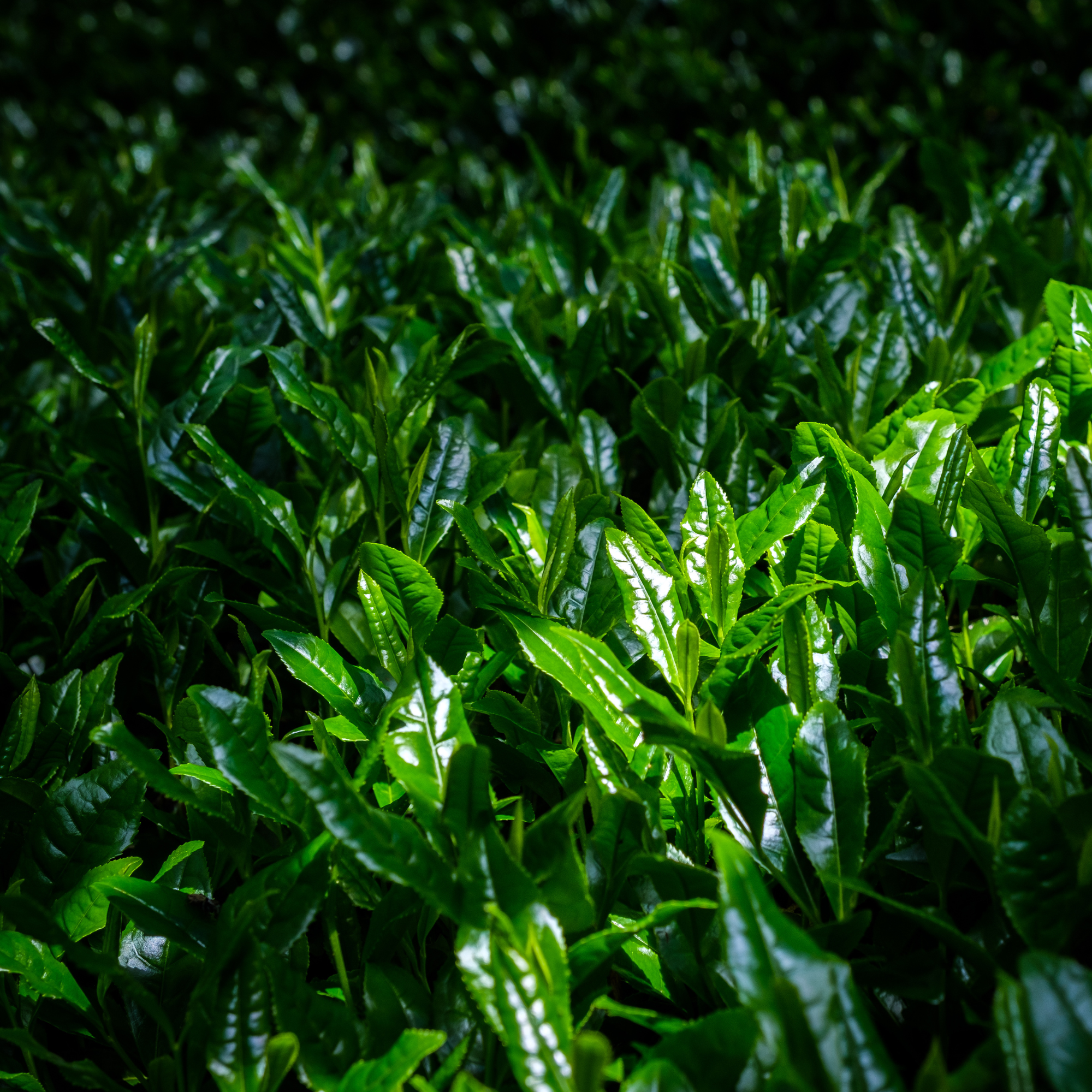 Close-up of lush, green tea leaves growing on tea plants.