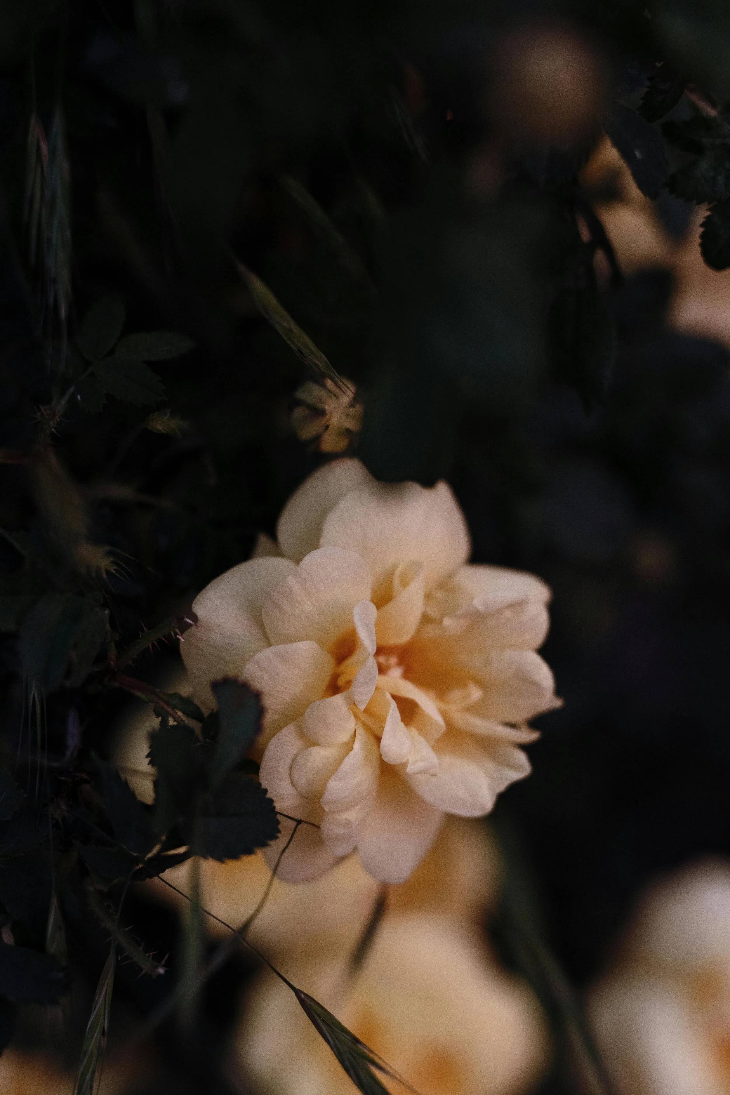 Close-up of a light-colored flower surrounded by dark green leaves and stems.