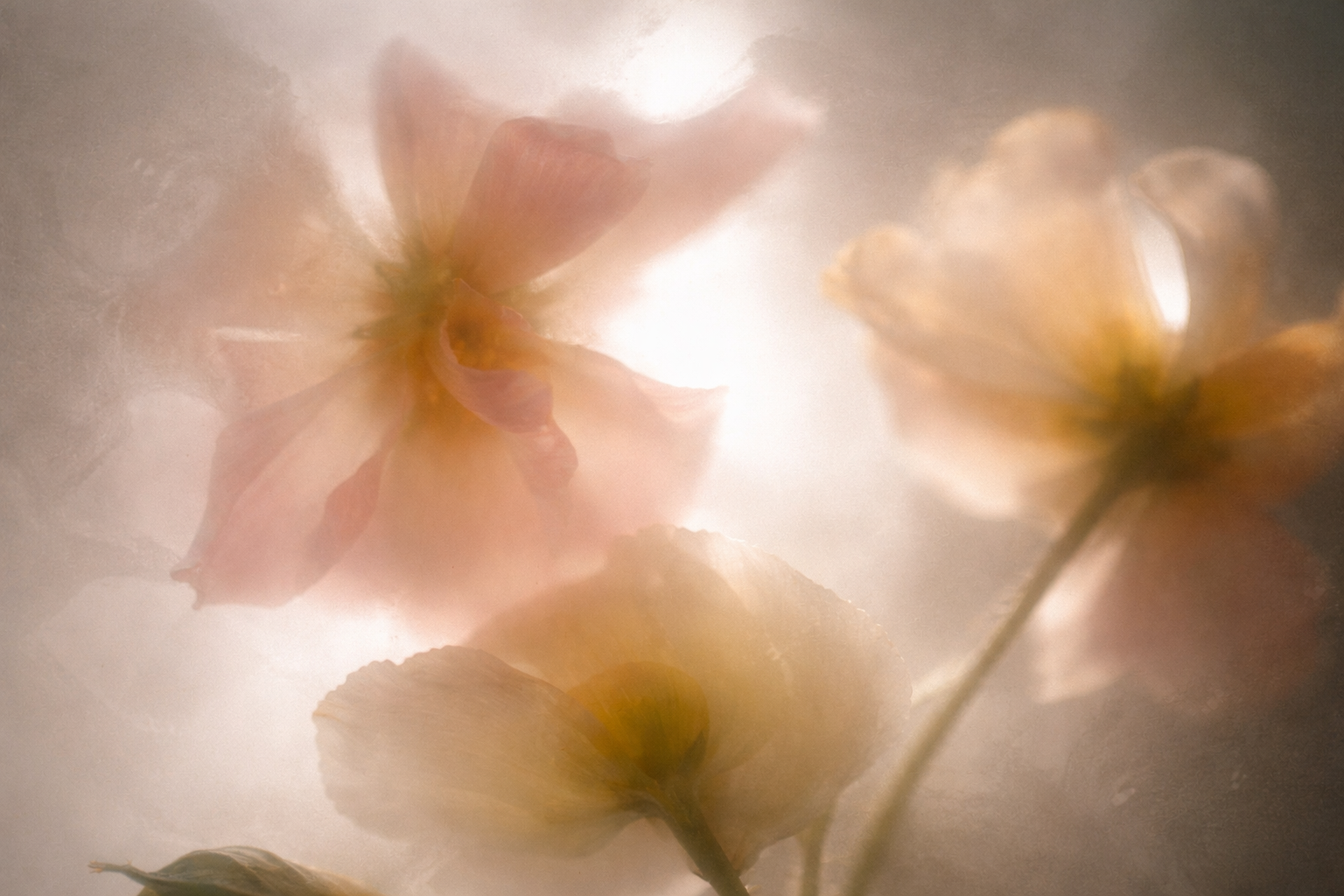 Soft-focus close-up of pink and cream-colored flowers with sunlight shining through, creating a dreamy, ethereal effect.