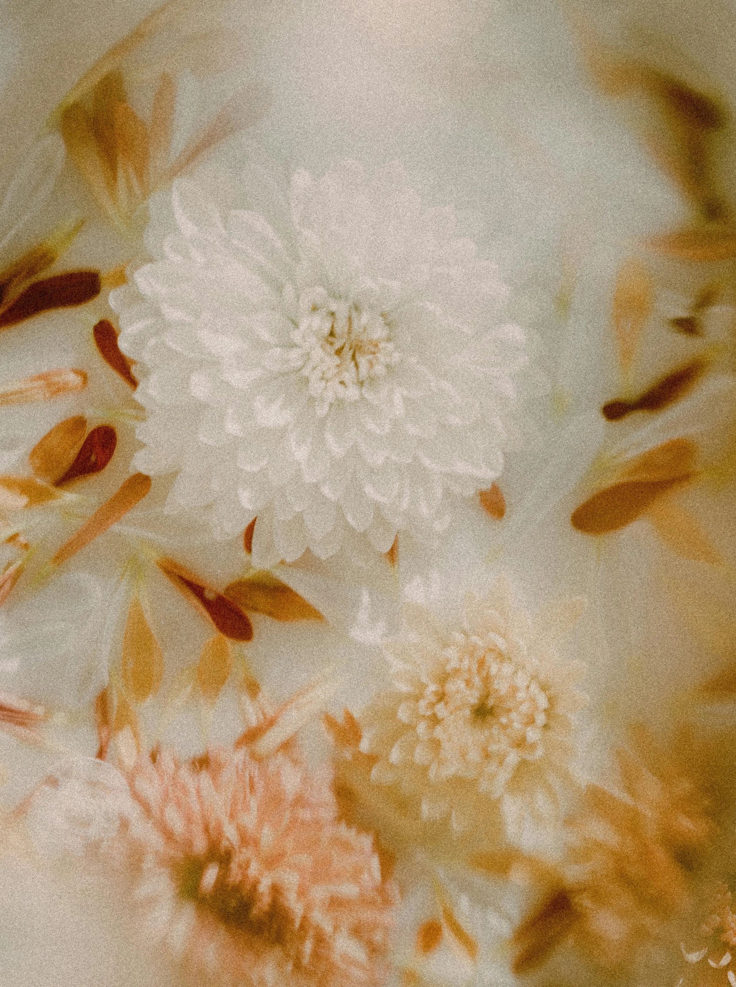 Belle Fleur Midwifery, midwives, midwife, pregnancy, miscarriage, stillbirth, pregnancy loss, fetal loss, diagnosis, ultrasound, tests, pregnancy test, NIPT