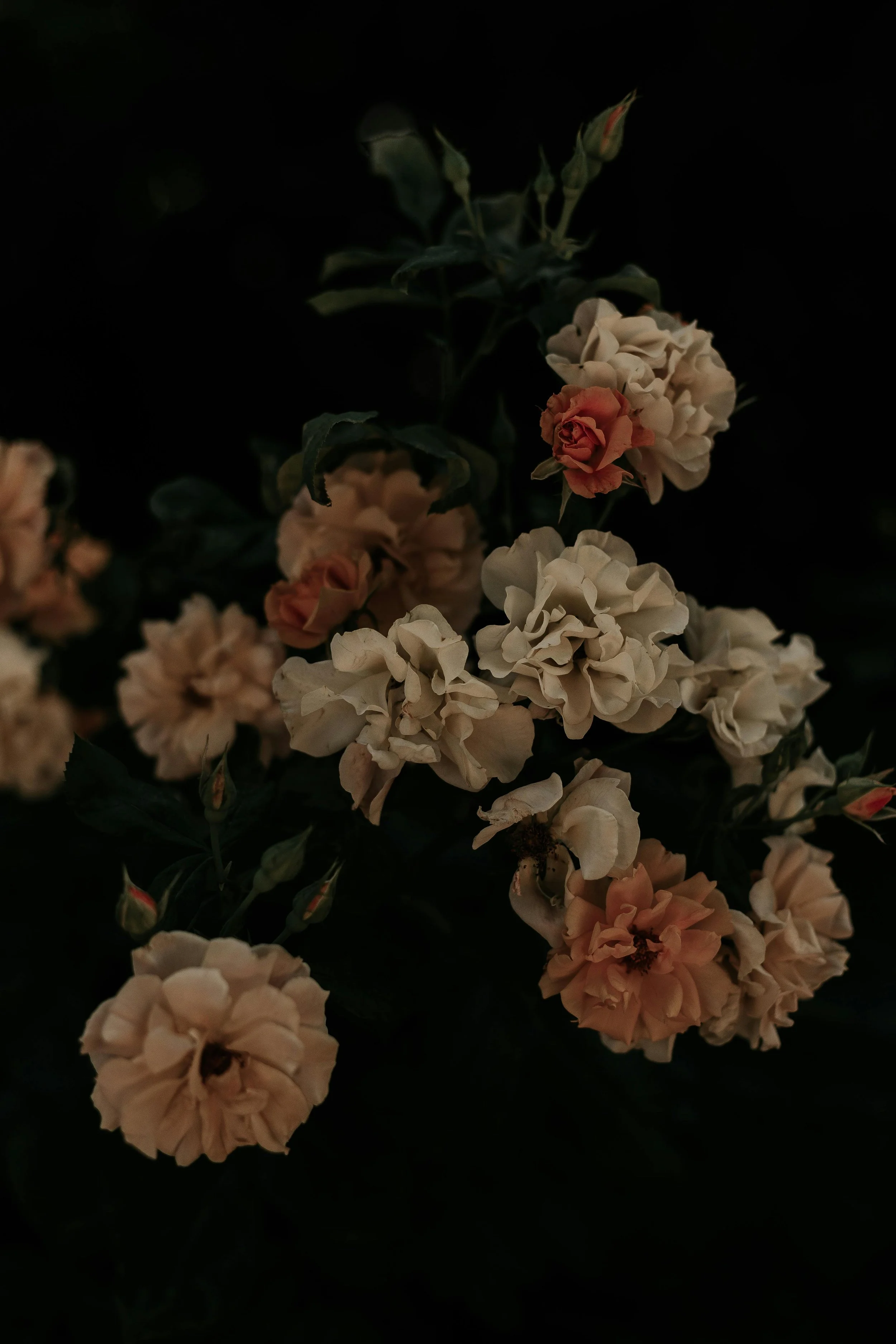 Close-up of peach-colored and white small roses against a black background.