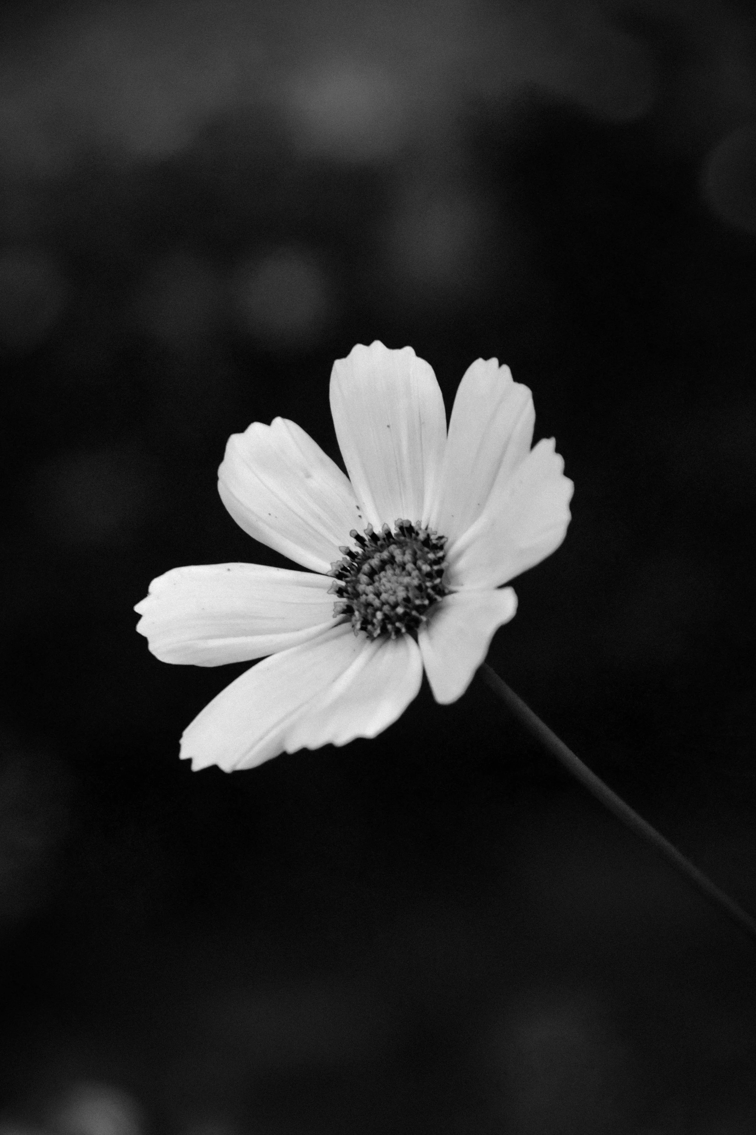 A black and white close-up photograph of a beautiful daisy flower with white petals and a dark center, set against a blurred dark background.