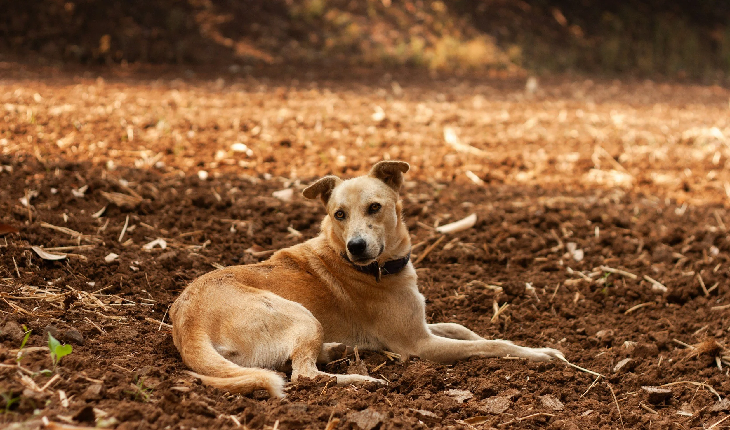 PooH Scoops pet waste removal services