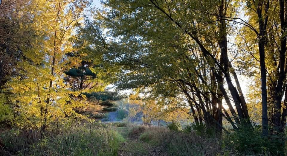 A dirt path runs through a forest with trees showing fall foliage, sunlight filtering through the leaves.