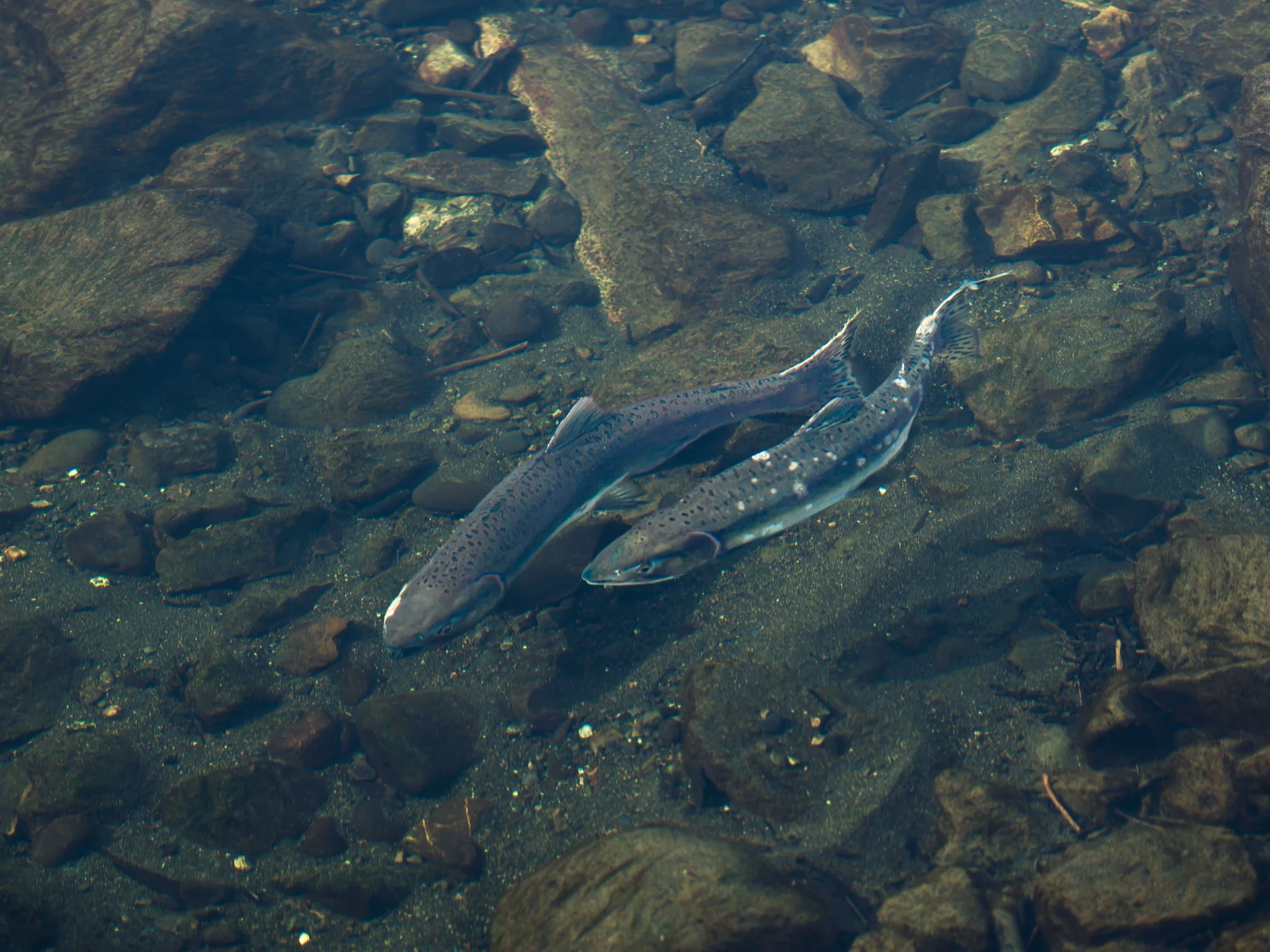 _DSC1278.jpeg