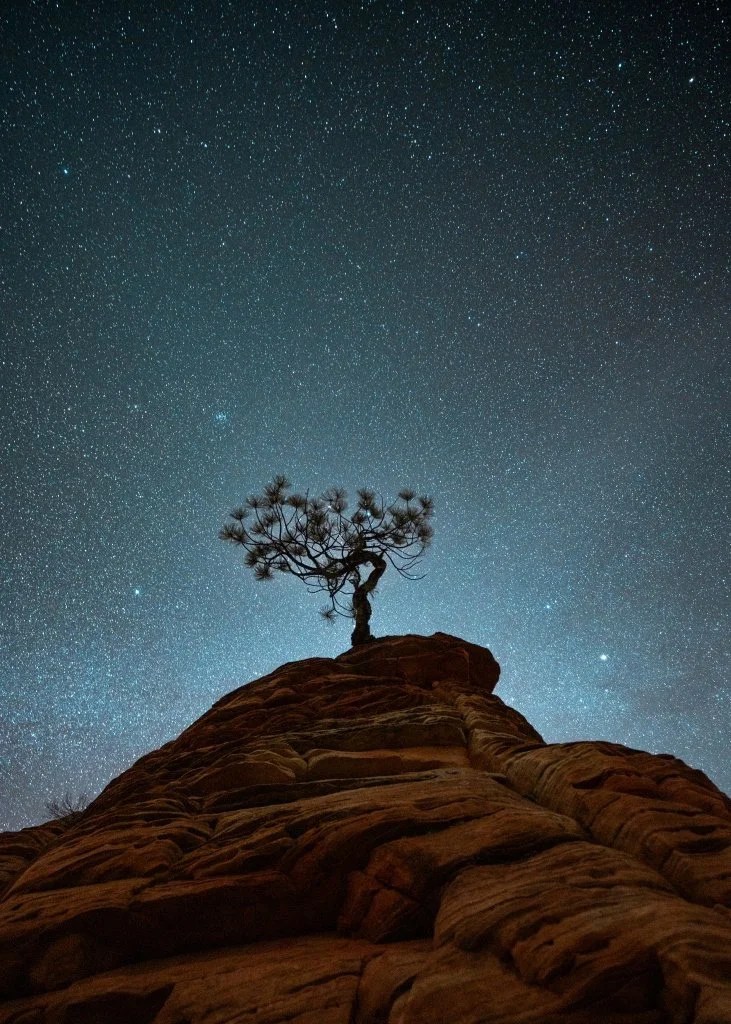 Lone Tree