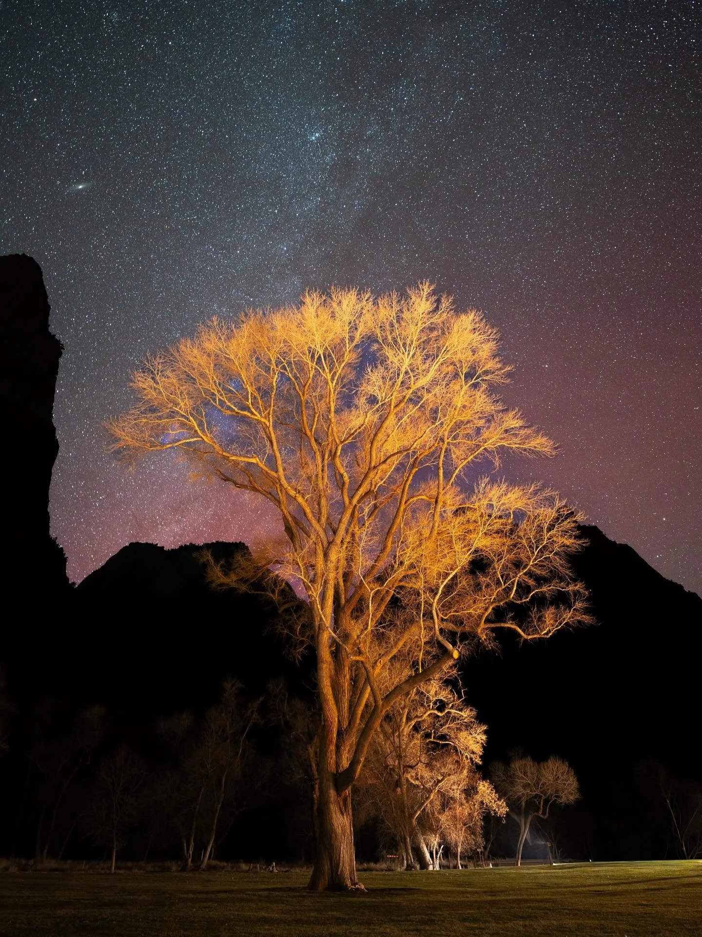 This tree is in the center of the field at the Zion Lodge. It is about 100 years old, and the rangers say that the tree is reaching the end of its life. It will soon crack and fall apart under its own weight.