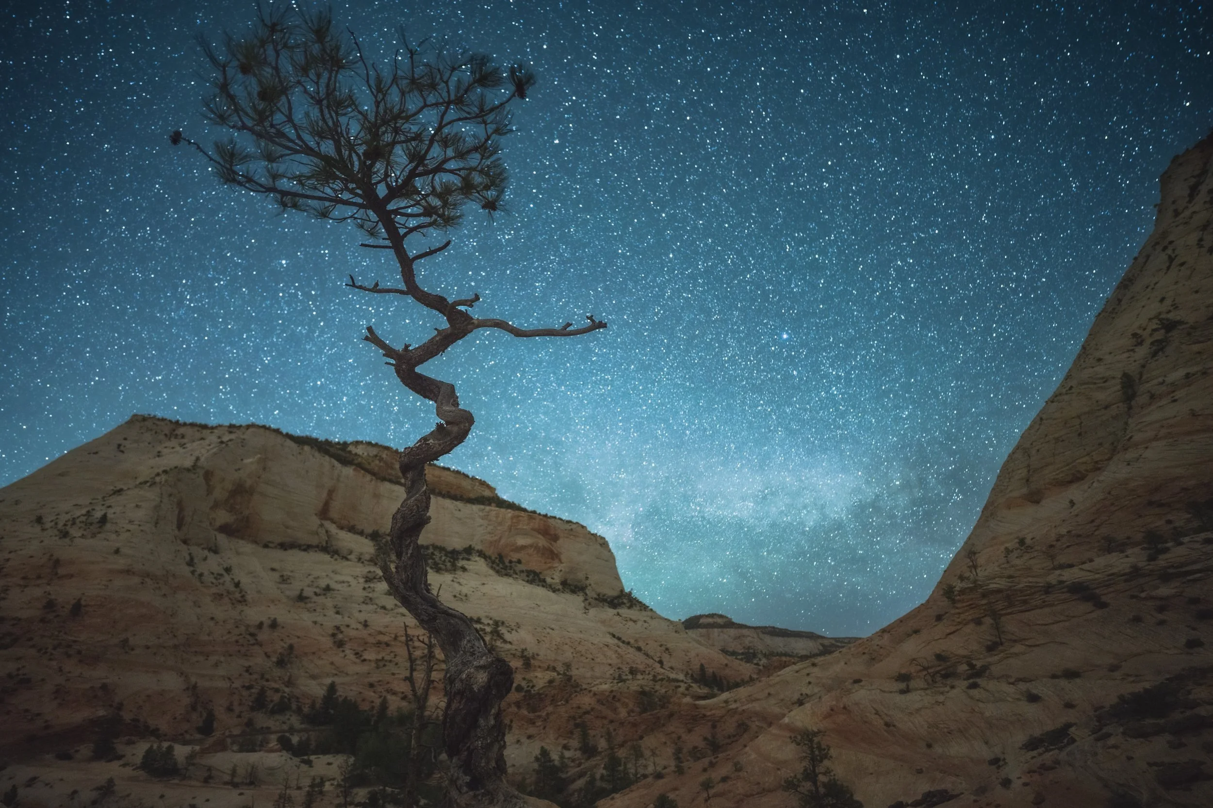 tree in focus.jpeg