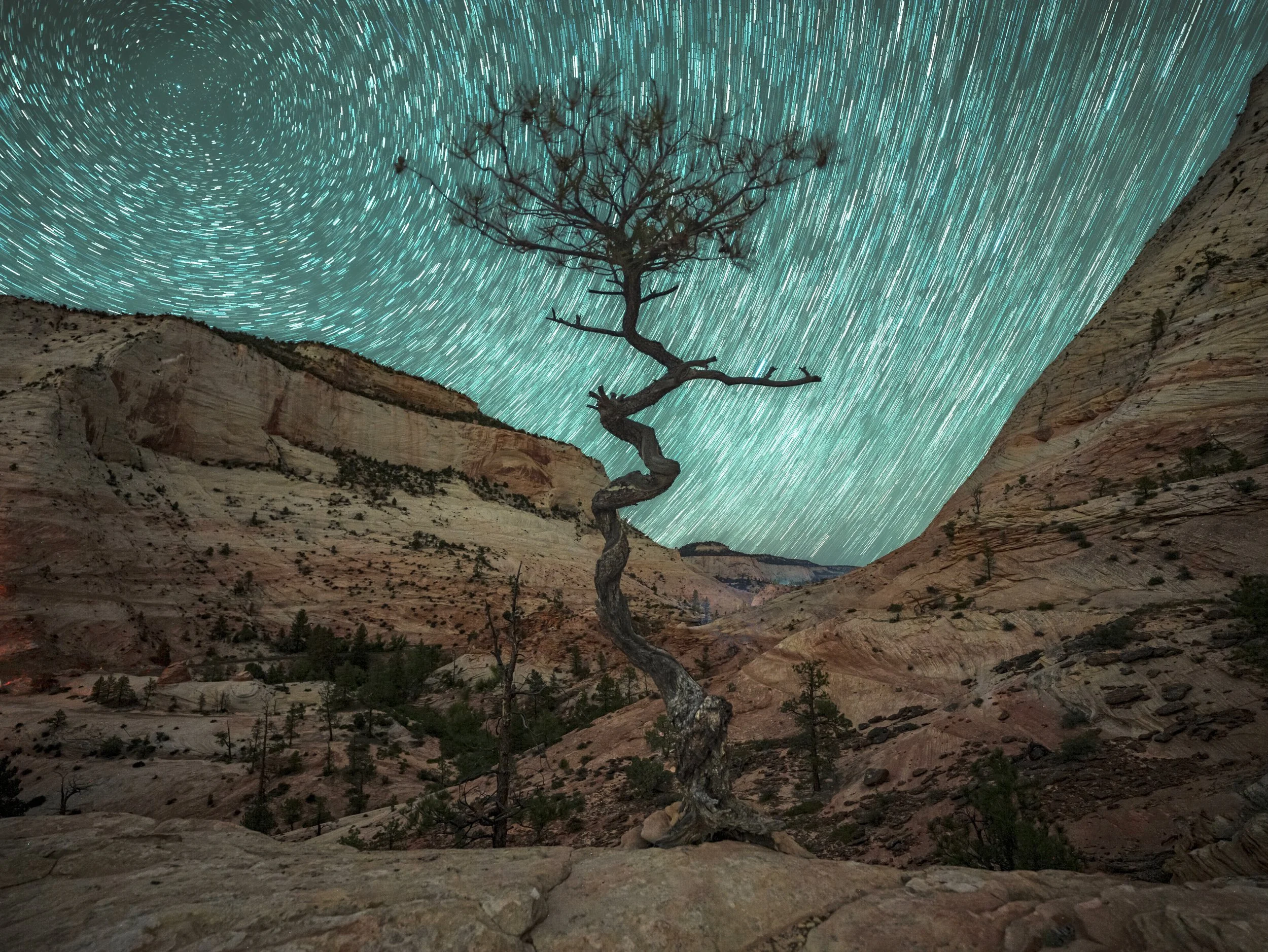 TREE IN FOCUS.jpeg