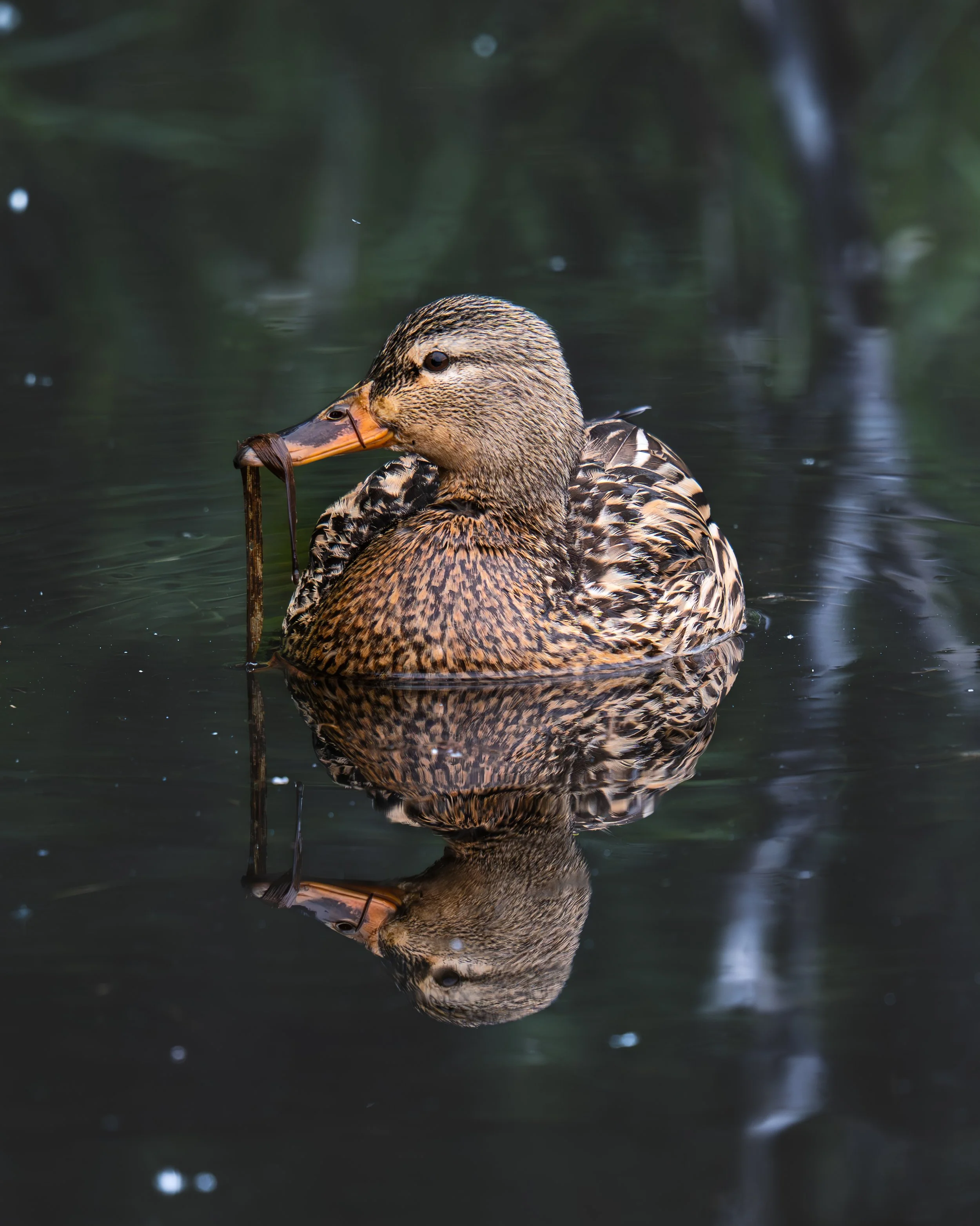 _DSC9108.jpeg