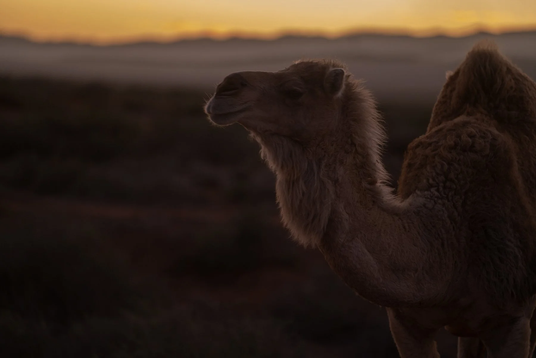 Camel-web.jpg