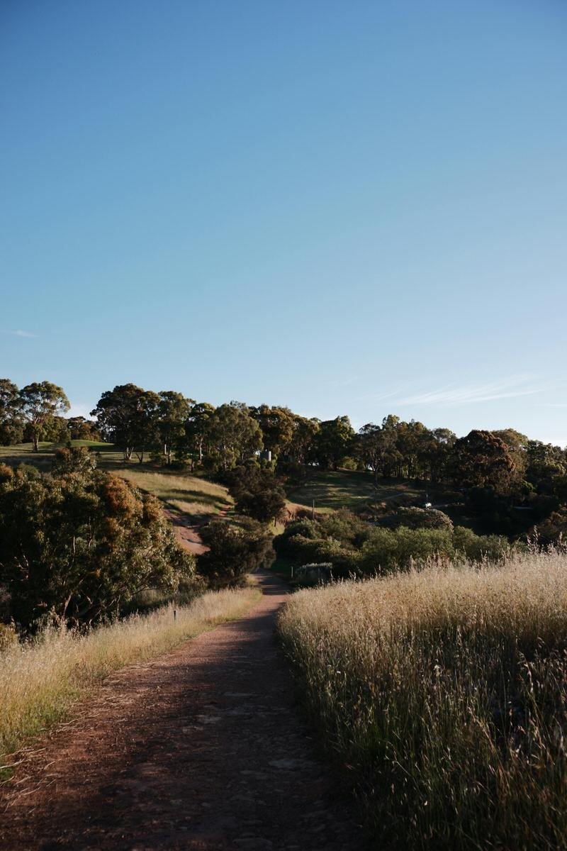 A dirt path winding through grassy fields and trees on a hilly landscape under a clear blue sky.