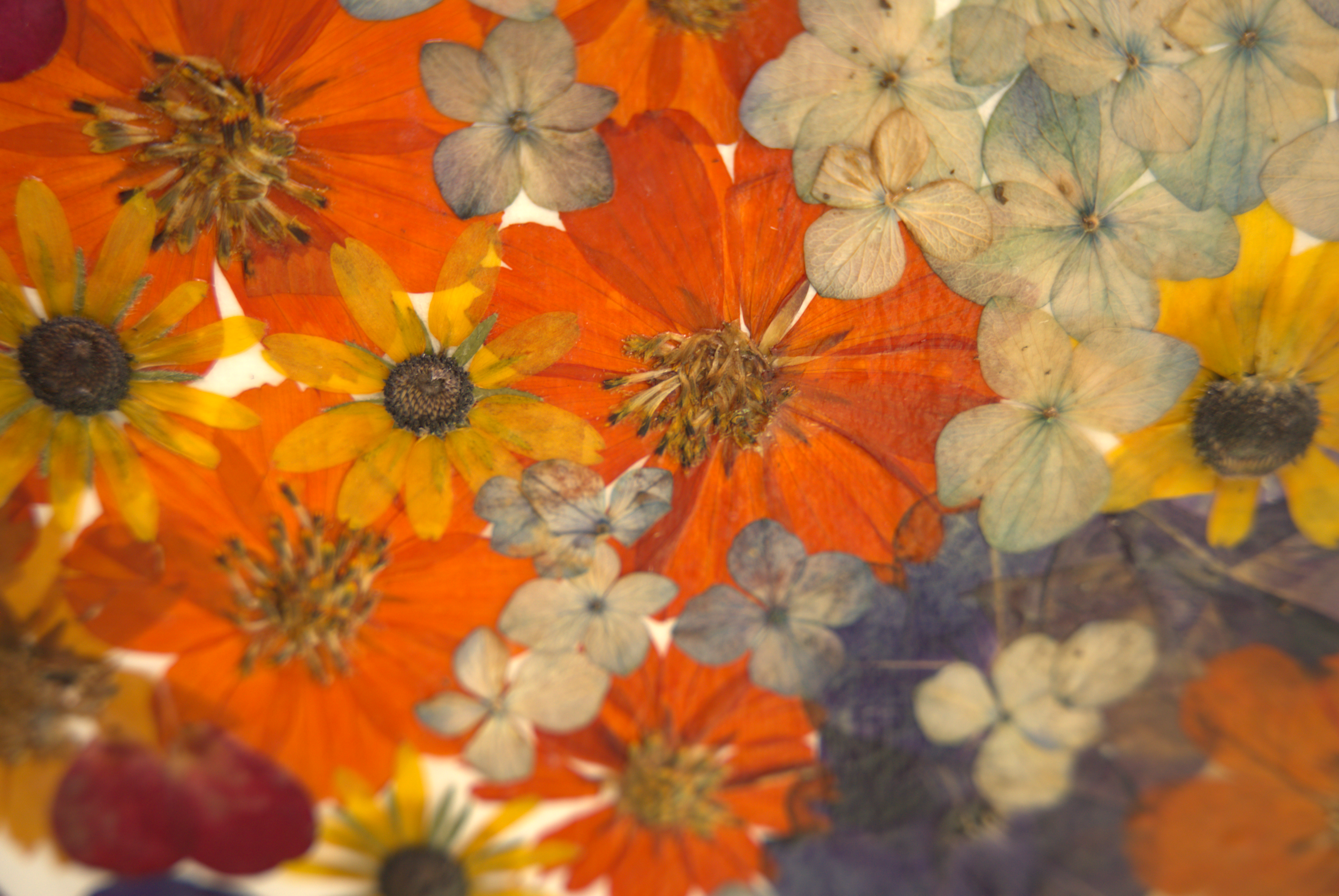 26.5.24_JOANNA_FLOWERS_LIAM38.png