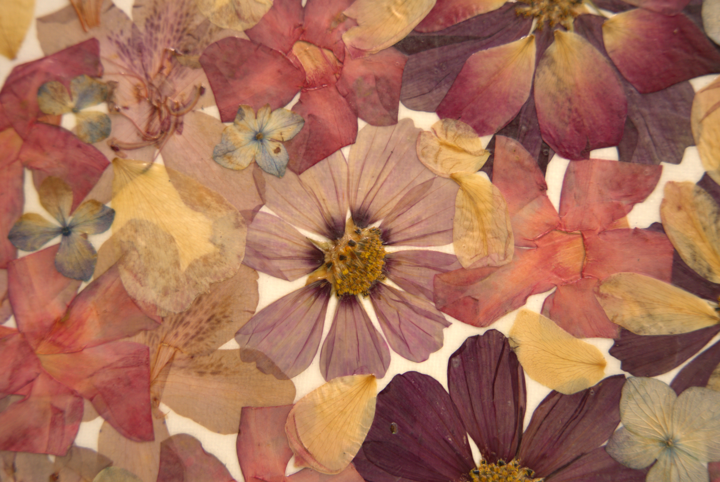 26.5.24_JOANNA_FLOWERS_LIAM36.png