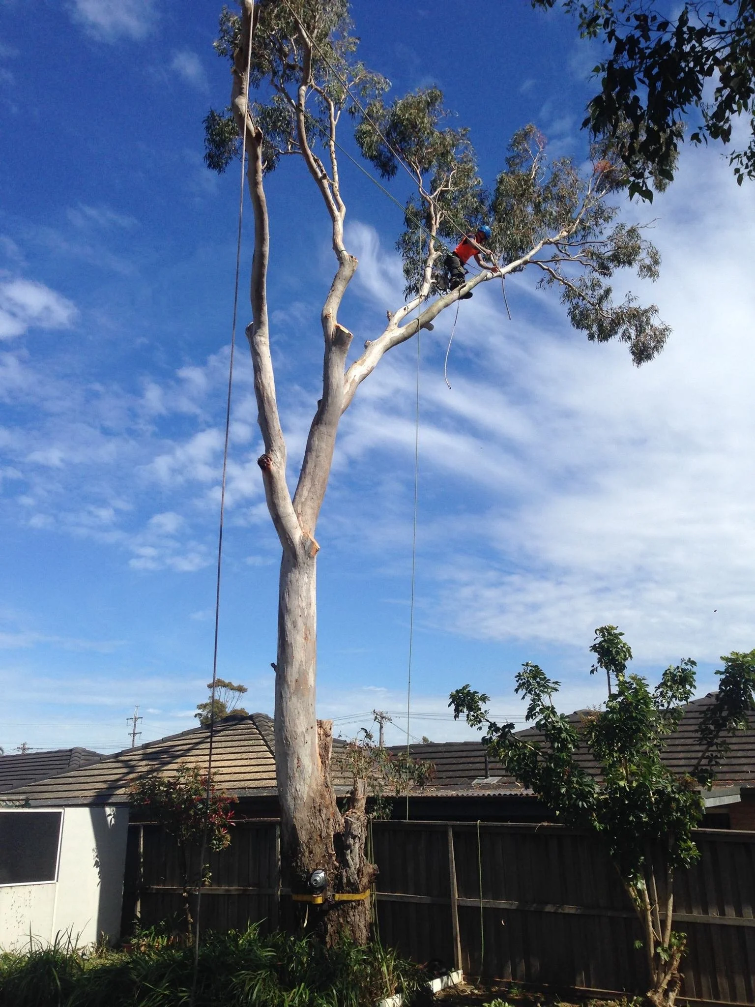 Tree Pruning