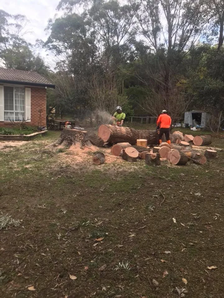 Tree Removal