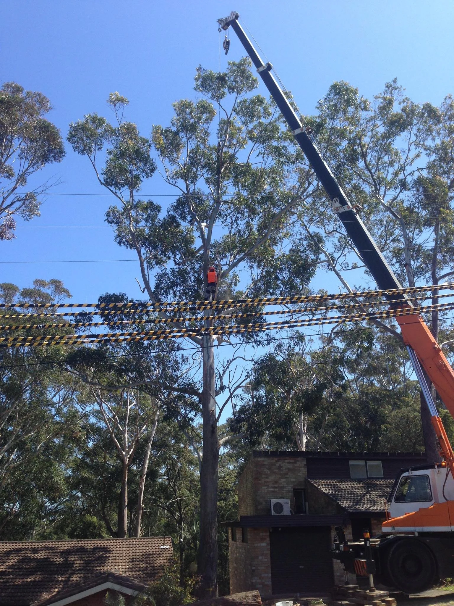 Tree trimming or removal operation using a large crane truck with an extended boom, lifting a worker in a bucket near the top of a tall tree in a residential area.