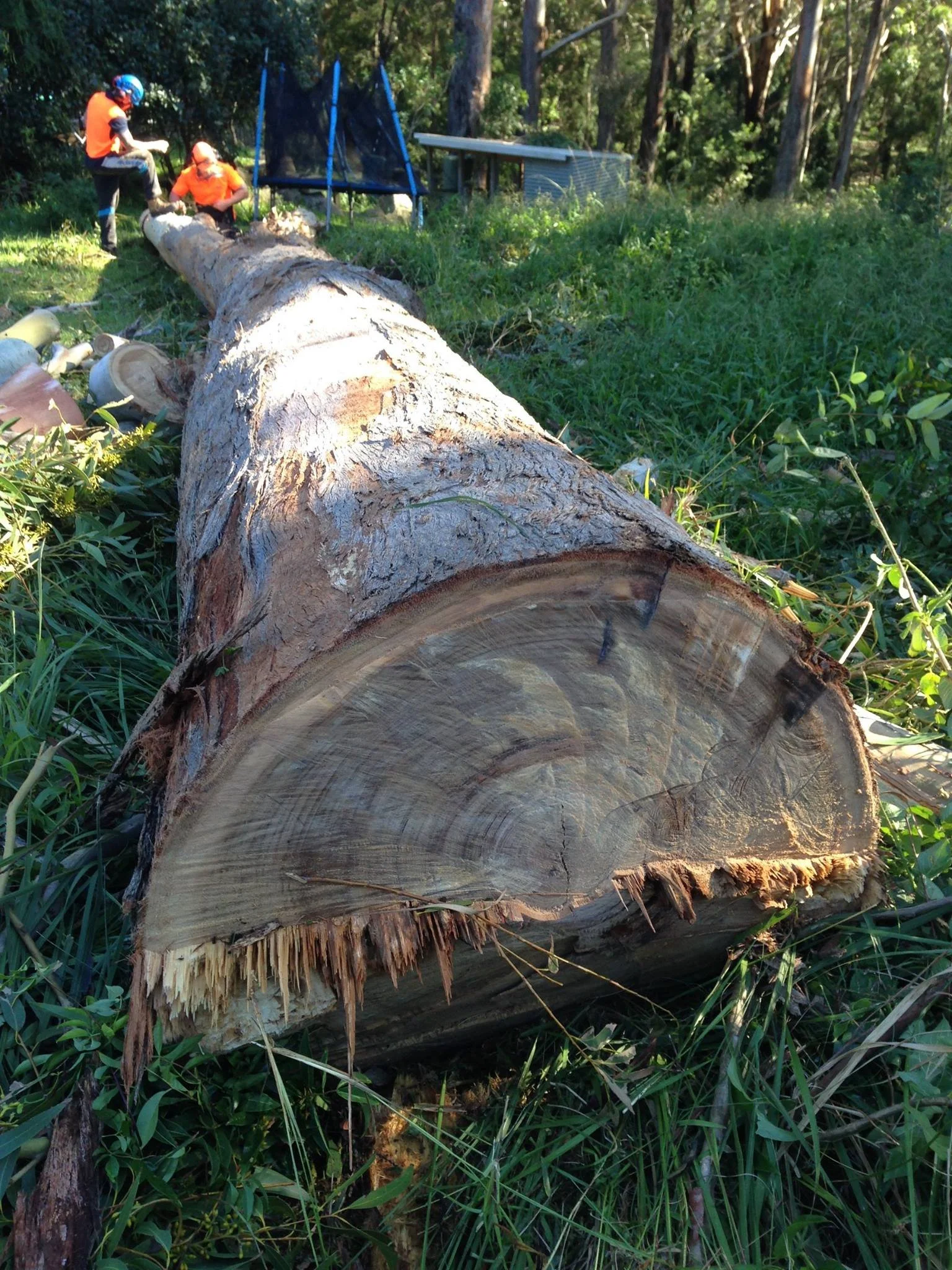 A fallen large tree trunk lying on grass with two workers in orange safety vests and helmets inspecting it, a trampoline, and a small shed in a wooded area in the background. Tree removal process. Tree felling.