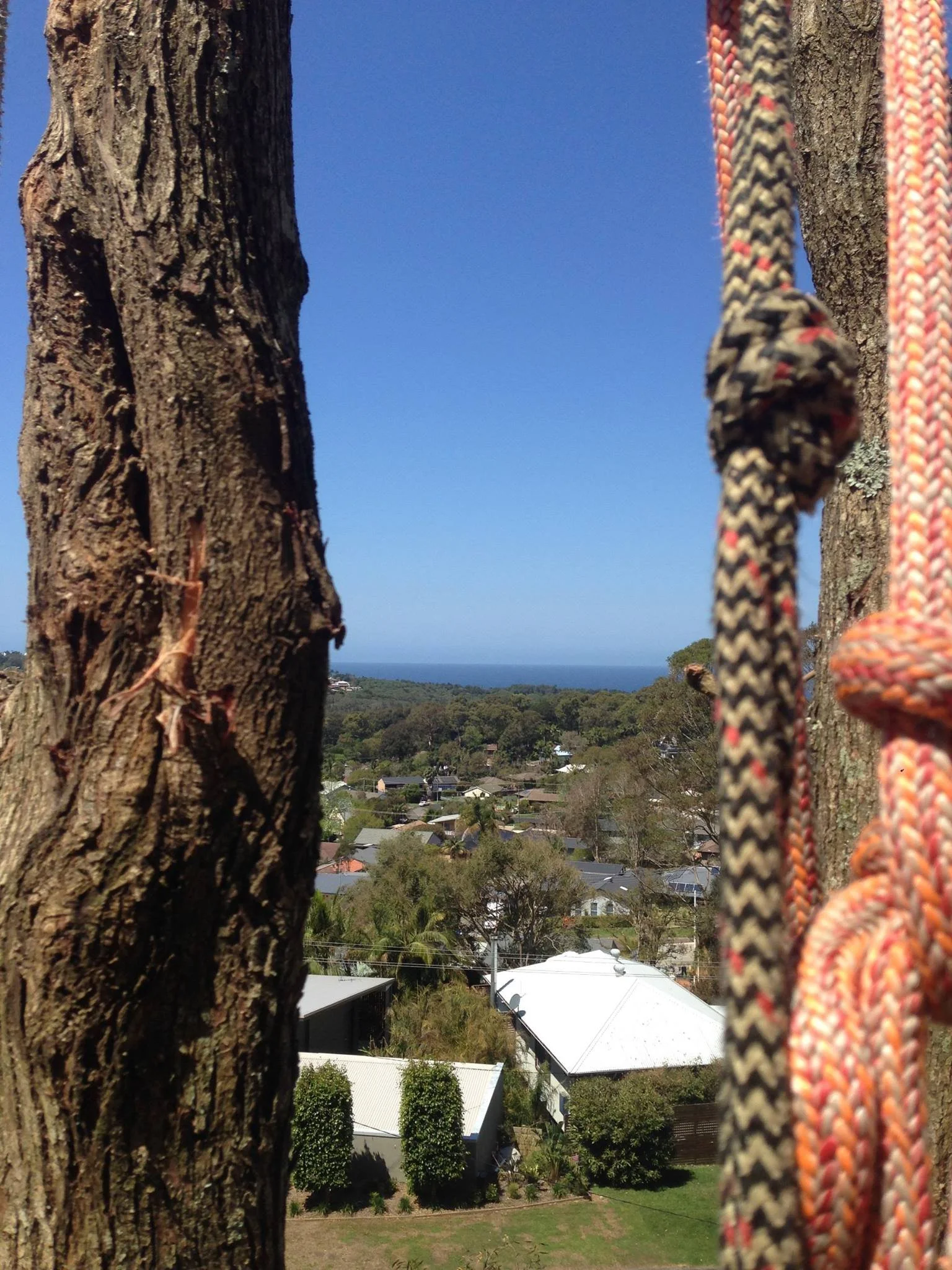 View of a neighborhood seen from a tall tree with a climbing rope attached, with rooftops, trees, and the ocean in the distance under a clear blue sky.