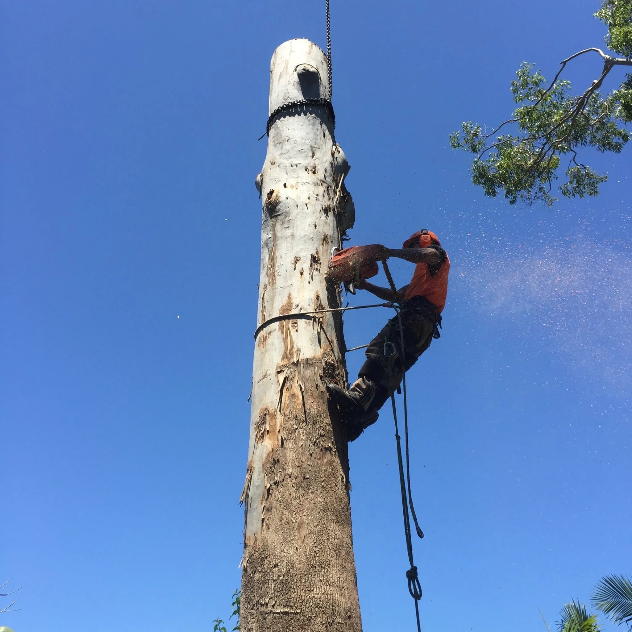 An arborist climbing a tree trunk in safety gear, using a chainsaw to cut into the tree trunk to remove the tree amidst green foliage and a clear blue sky.