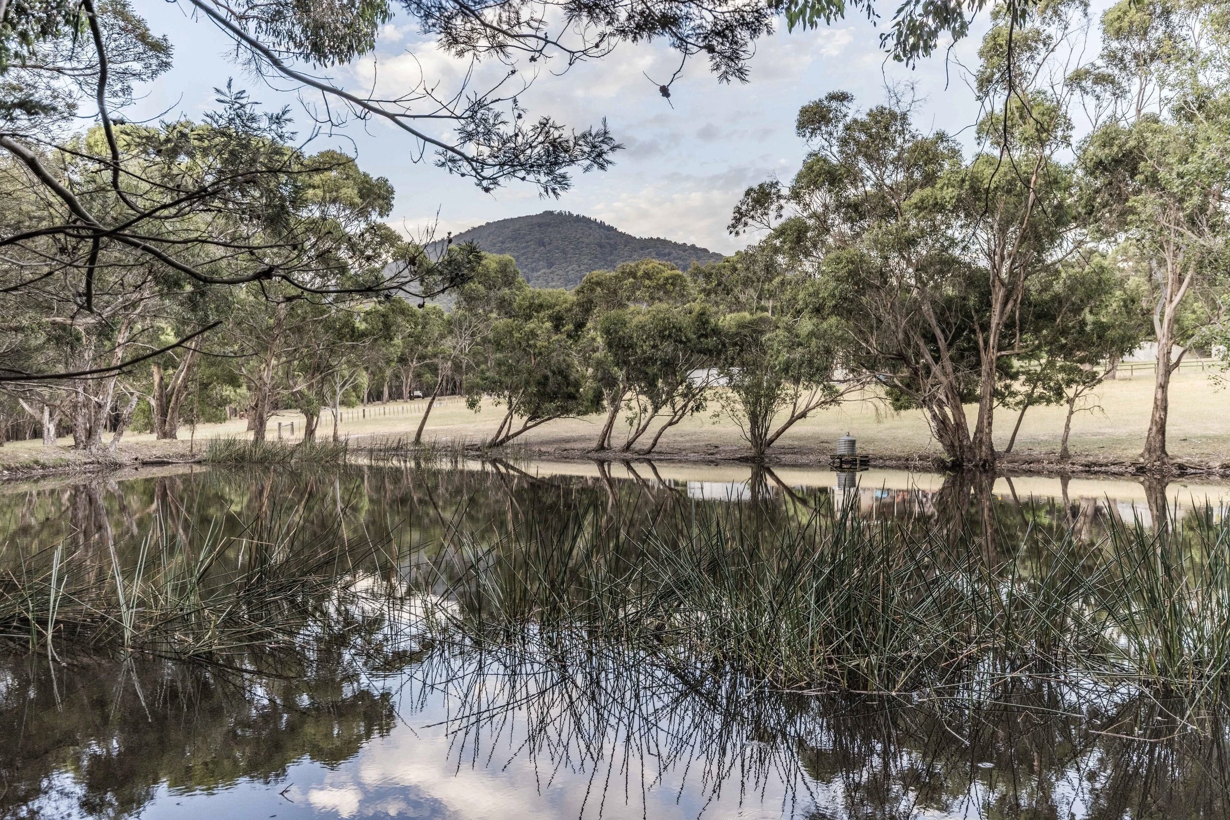 A peaceful lake surrounded by trees and grass with a mountain in the background, calm water reflecting the sky and trees.