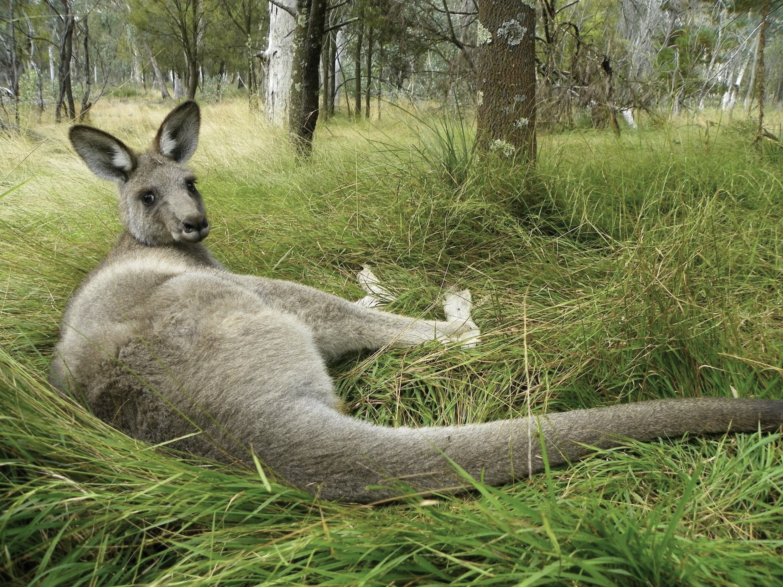A kangaroo resting on the grass at Thule Country Estate.