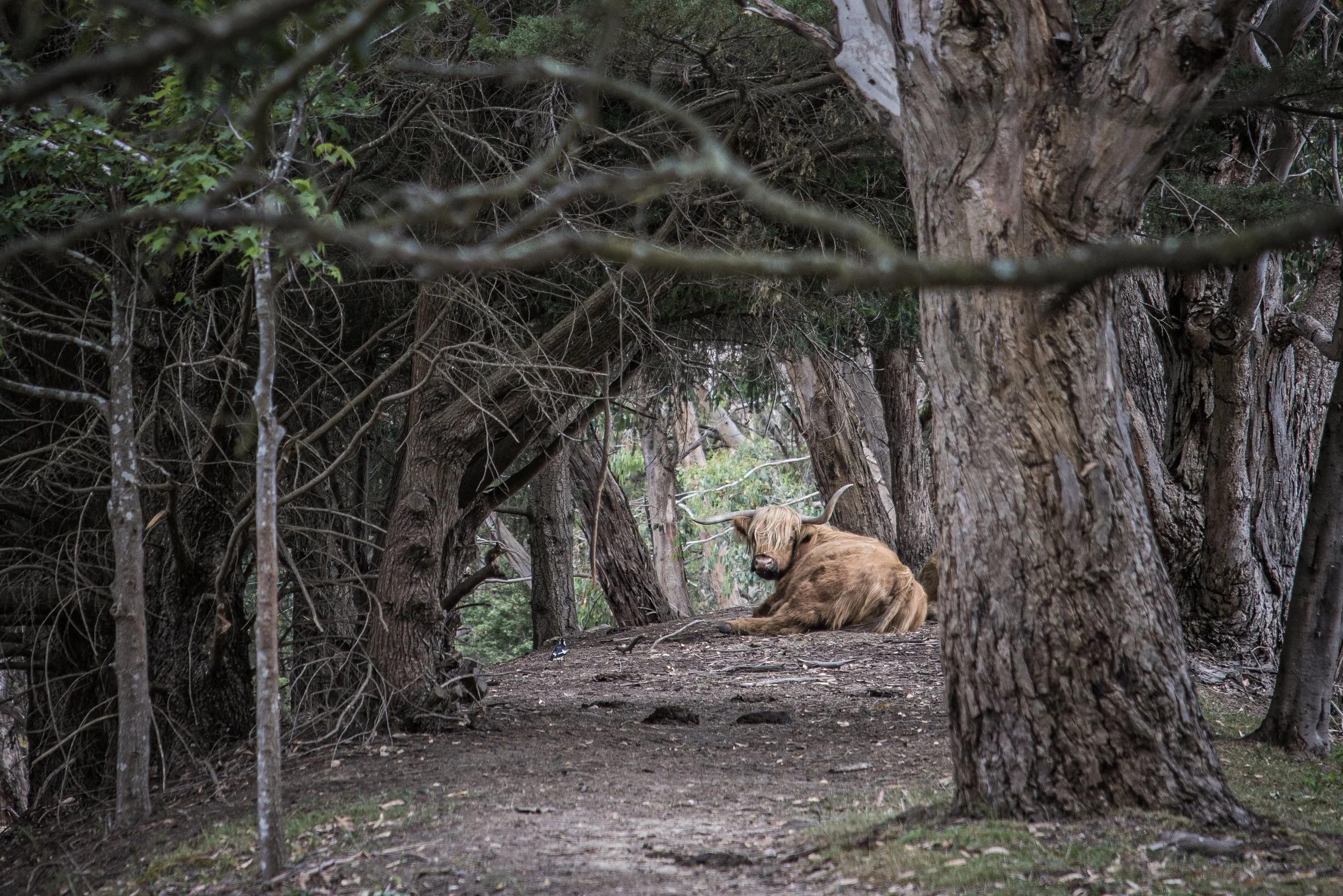 A Highland cow resting on the forest floor amongst trees, with twisting branches overhead.