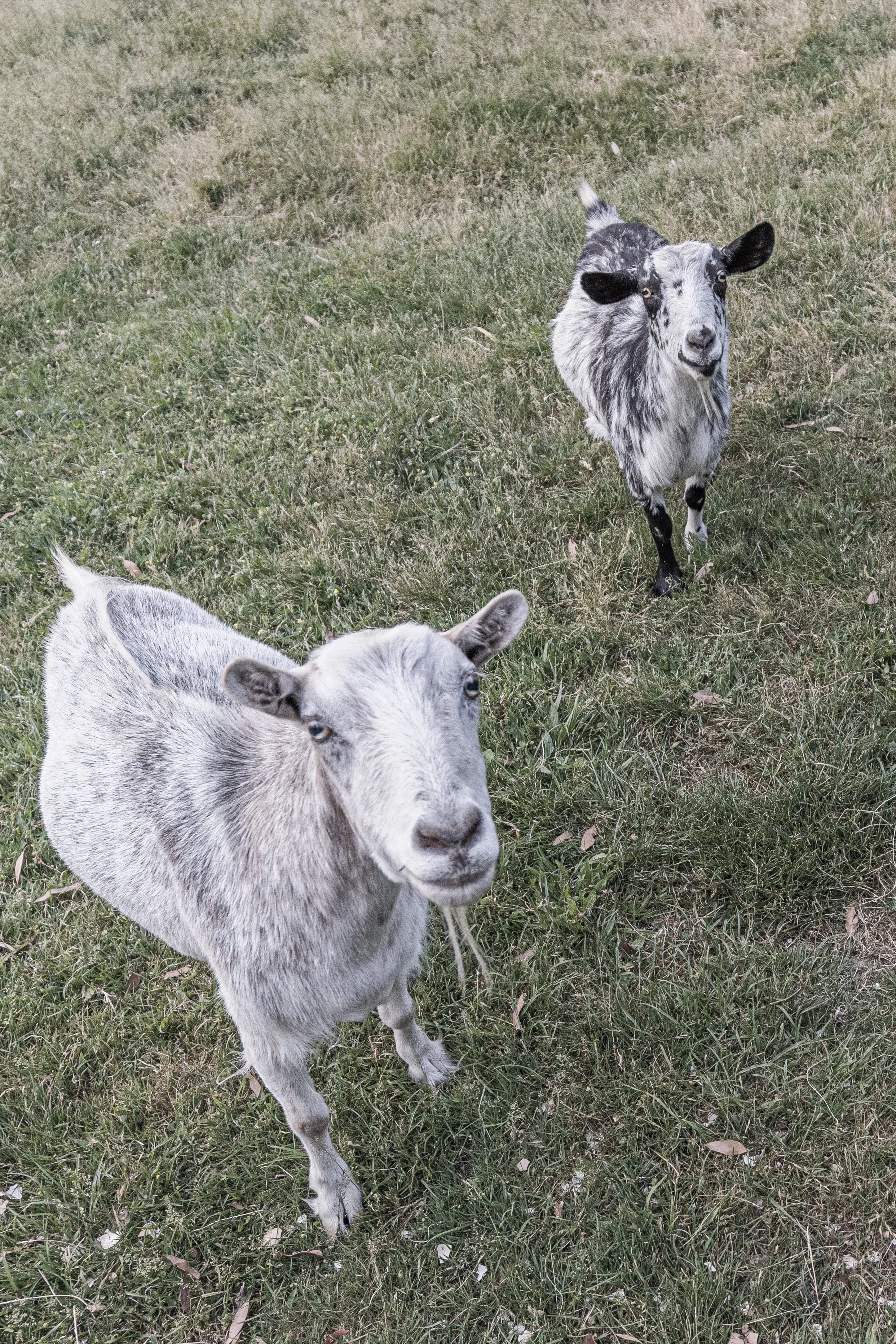 Two goats standing on grassy field, one closer to the camera and the other further back, both looking towards the camera.