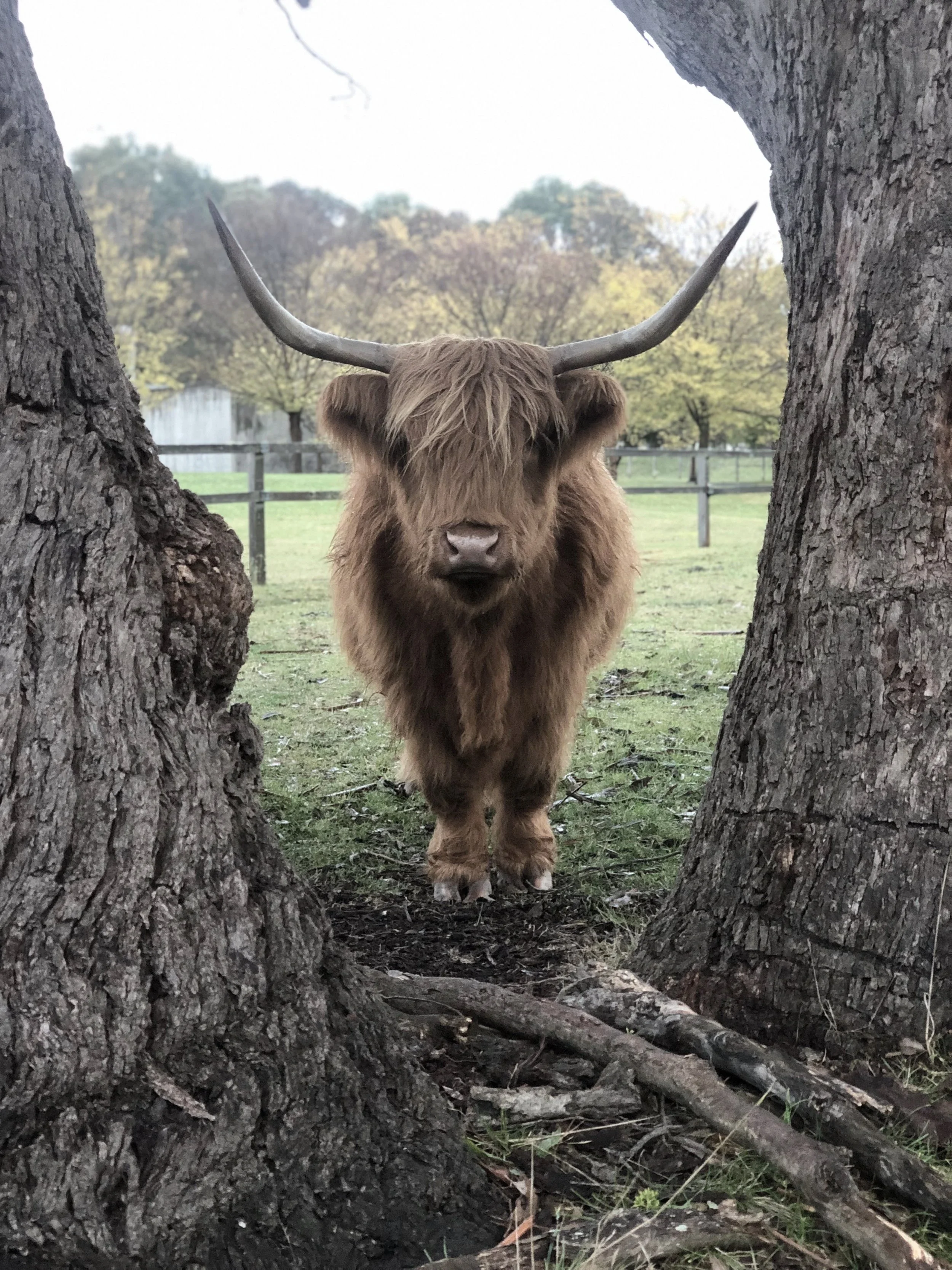 A Highland cow with long hair and large horns standing between two trees in an open field.