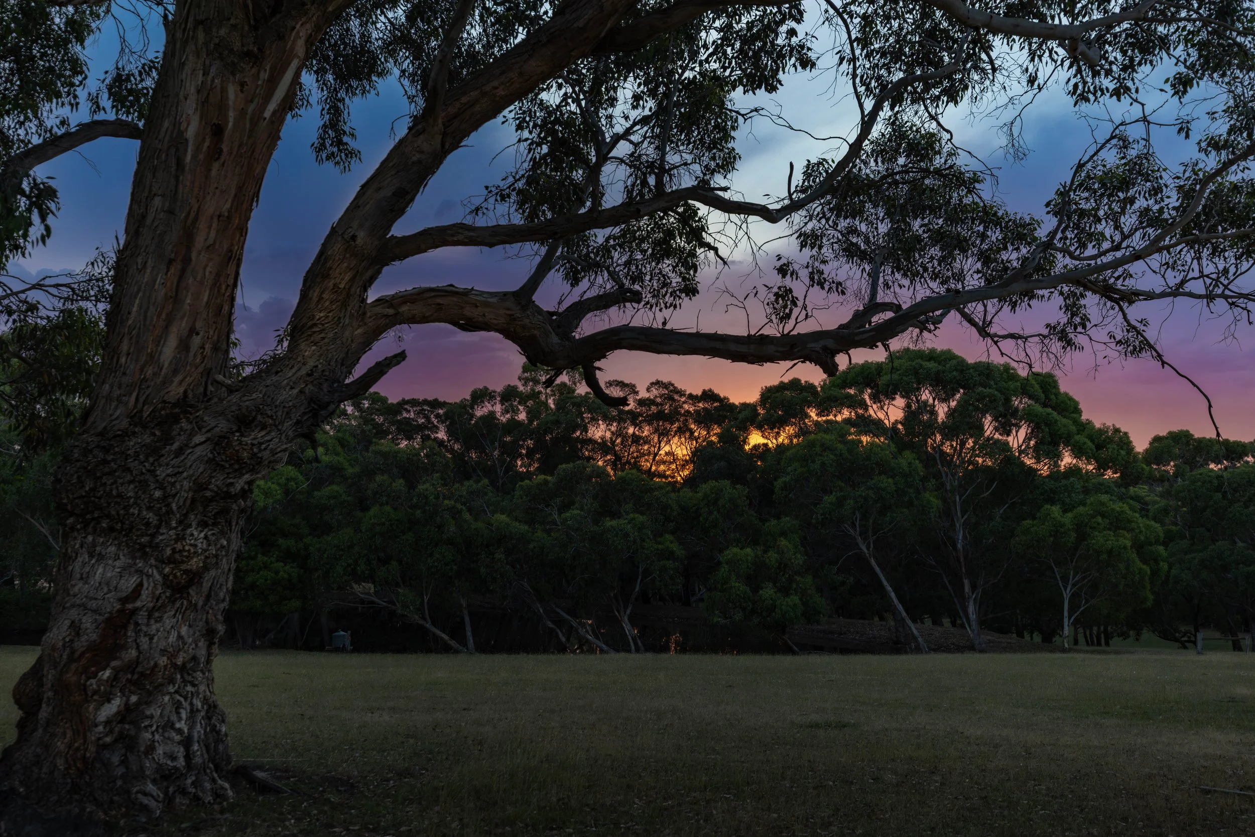 A large tree in the foreground with a thick, textured trunk and sprawling branches silhouetted against a colorful sunset sky. In the background, there are more trees with lush green foliage and a vibrant sky with shades of purple, pink, orange, and blue.