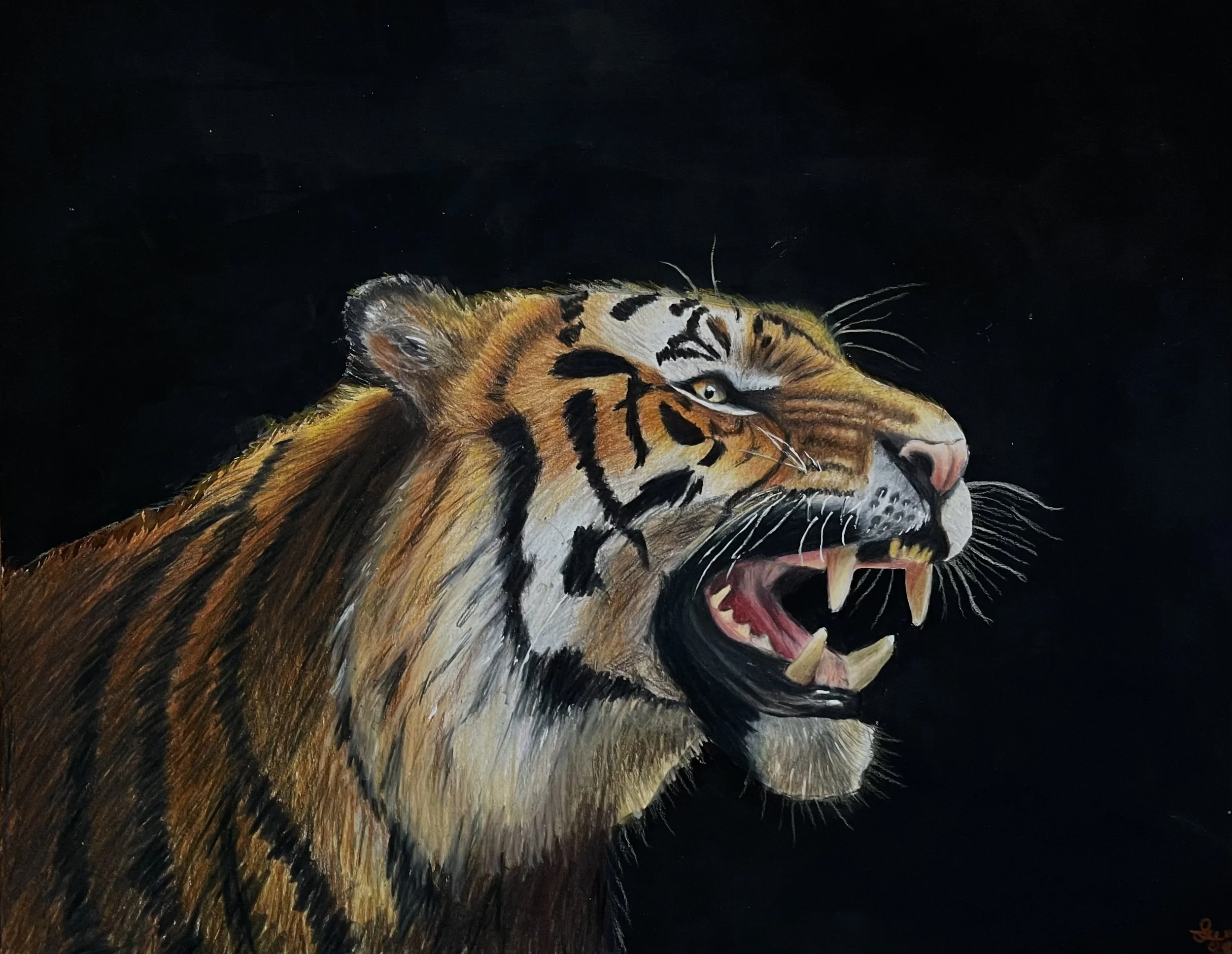 Realistic painting of a snarling tiger with orange, black, and white fur against a black background.