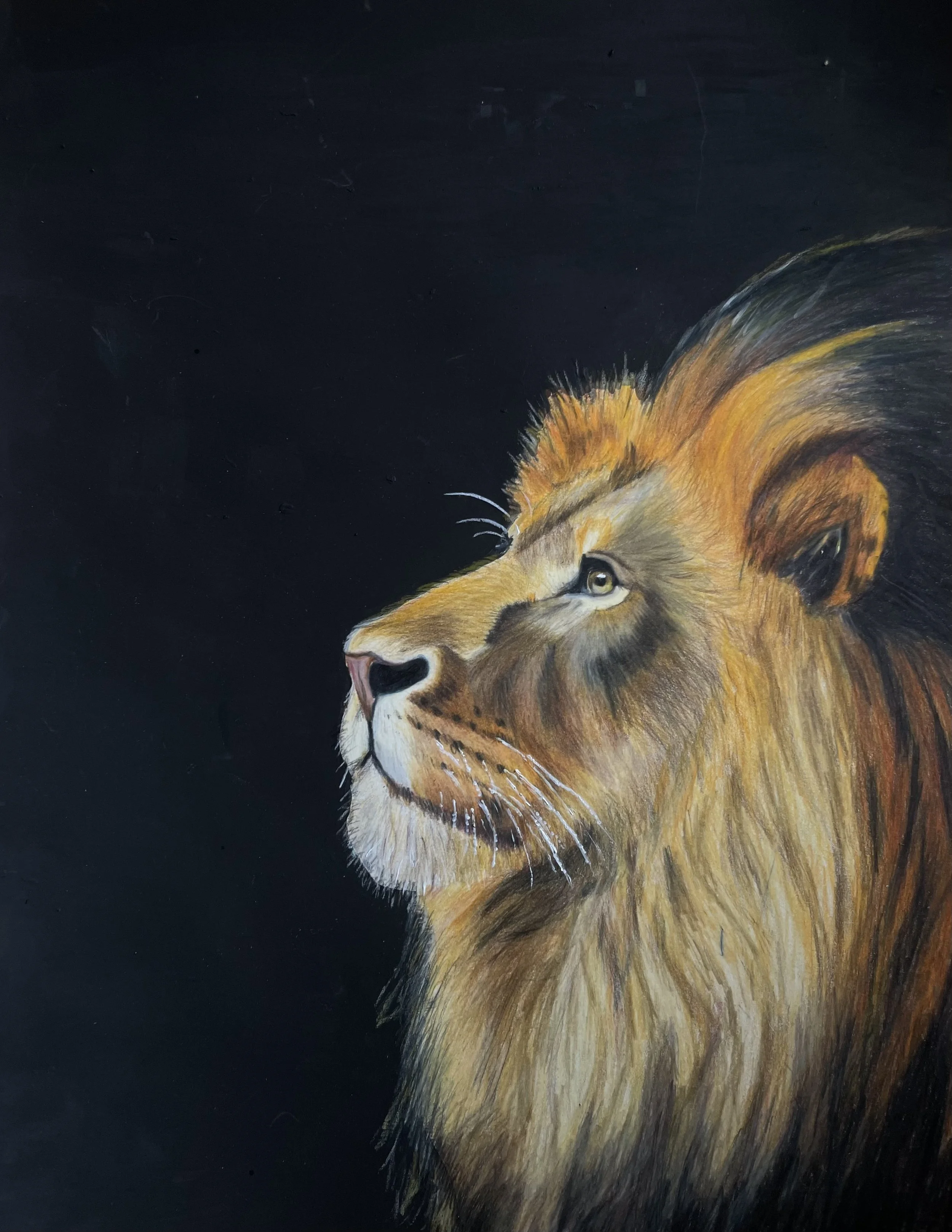 A detailed portrait of a lion with a golden mane set against a black background.