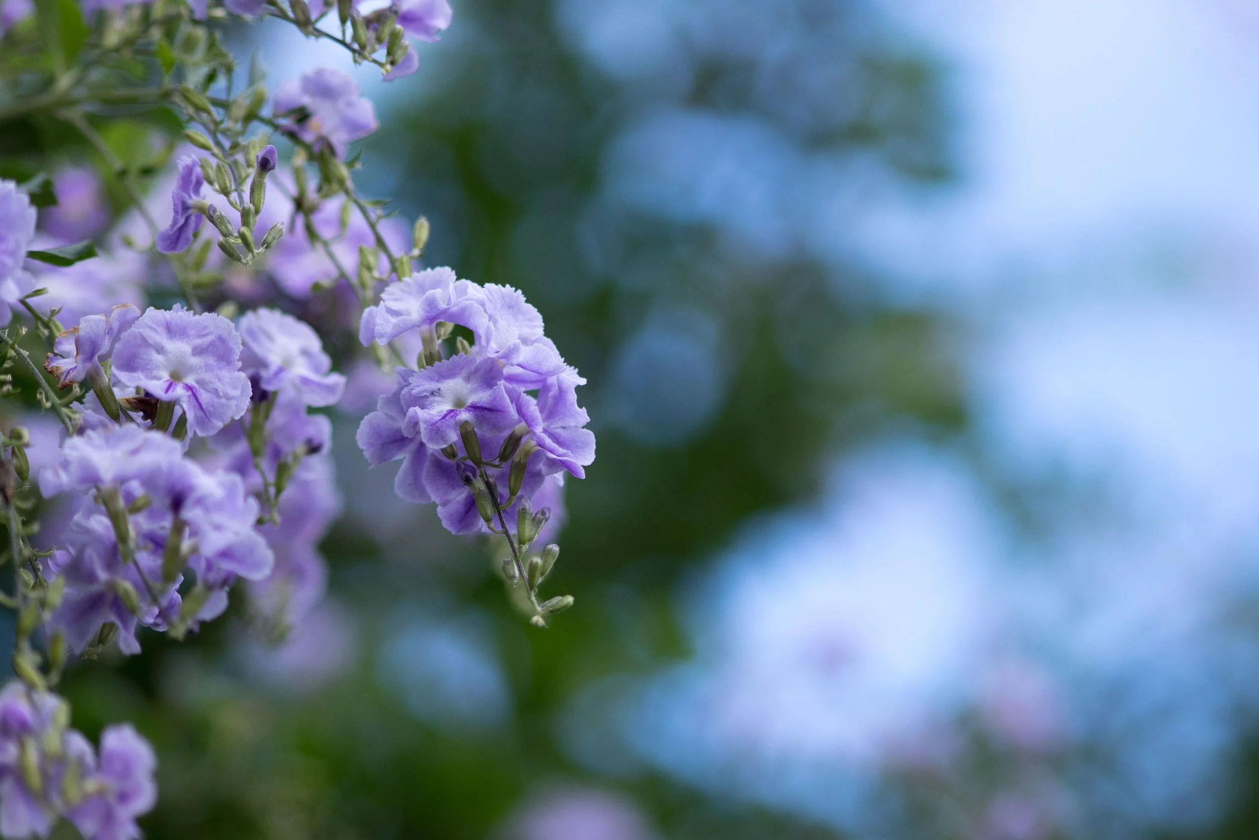 Close-up of purple and lavender flowers blooming on a tree branch with a blurred background of blue sky and green foliage.