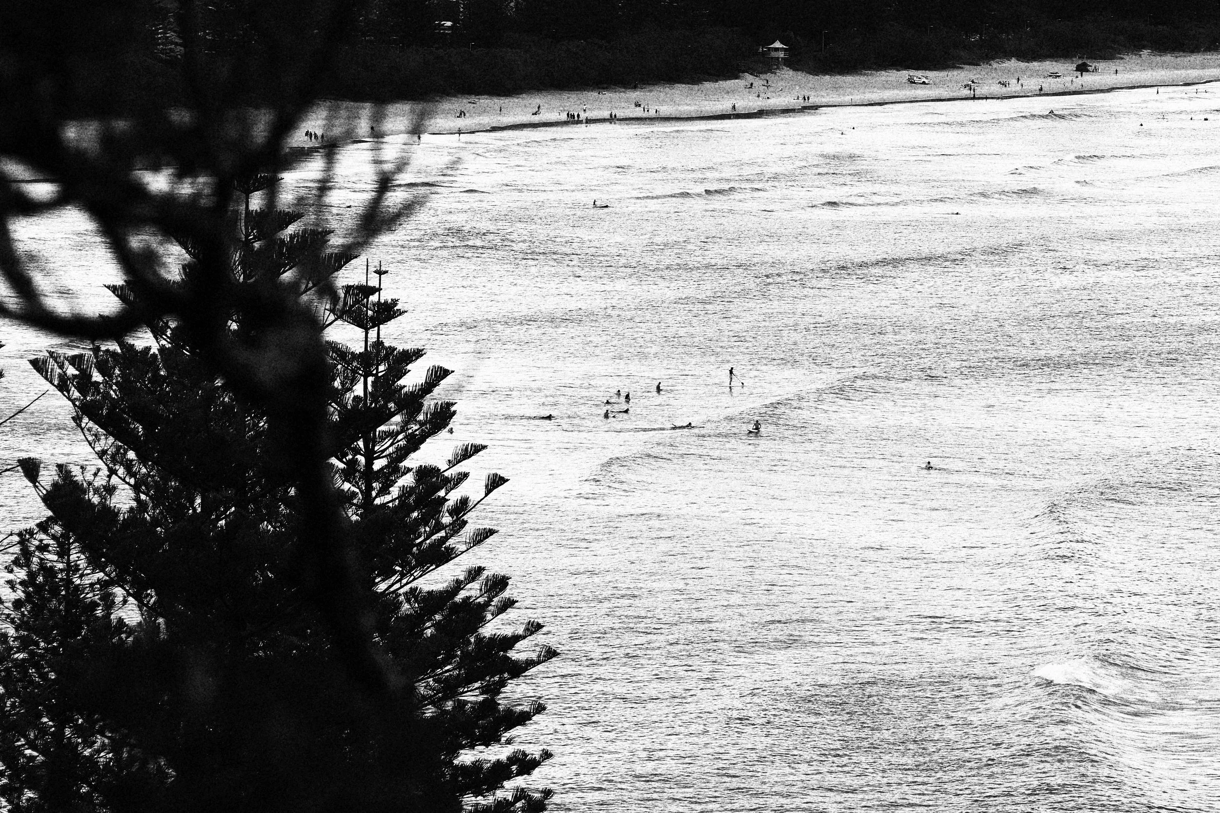 Black and white photograph of a beach with many surfers in the water and people on the shoreline, framed by trees in the foreground.