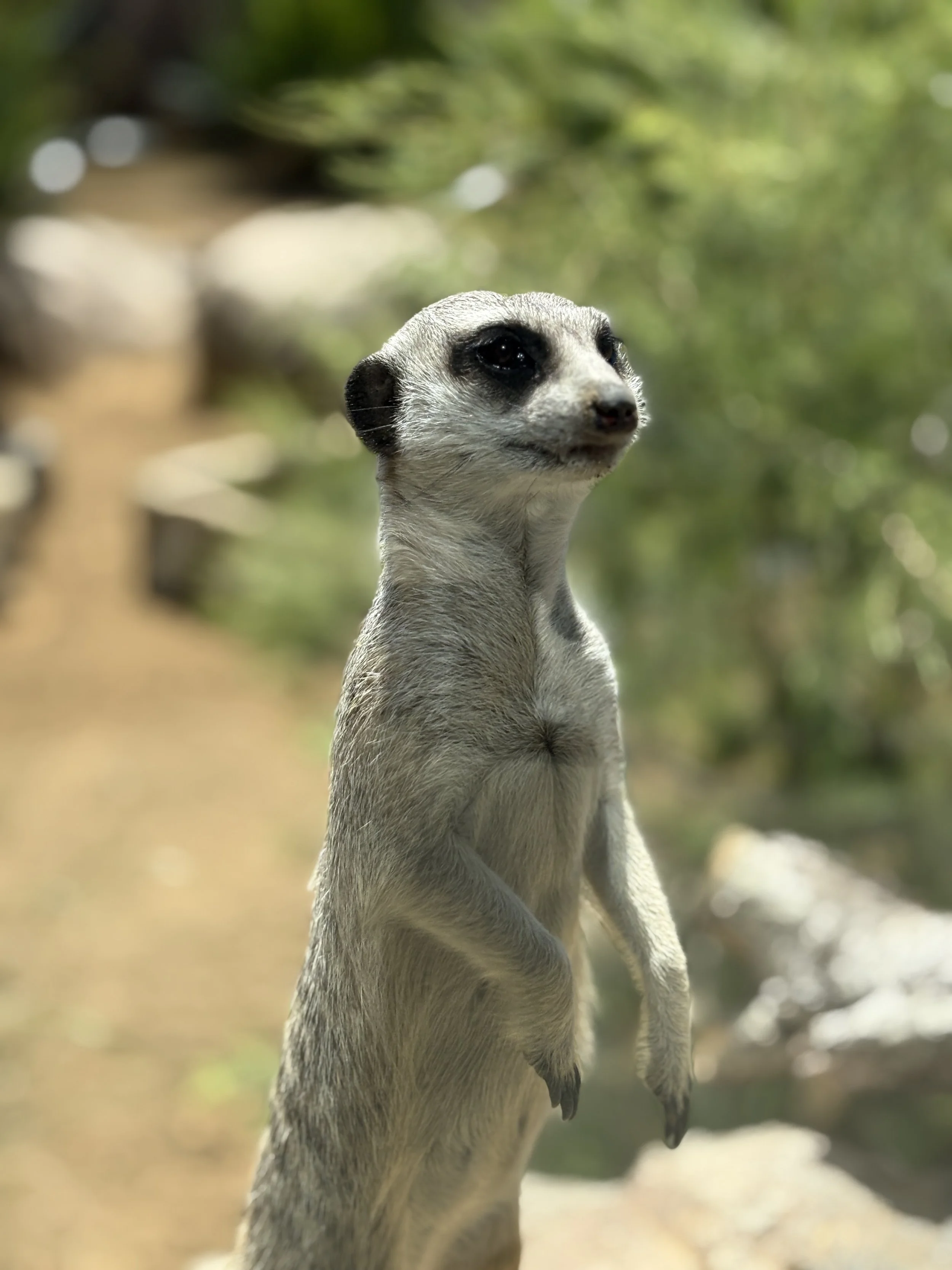 A meerkat standing upright on a rock with a blurred natural background of trees and rocks.