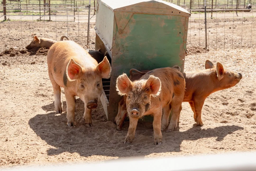 Three piglets standing outside a pigsty, with two more piglets resting nearby on dirt ground.