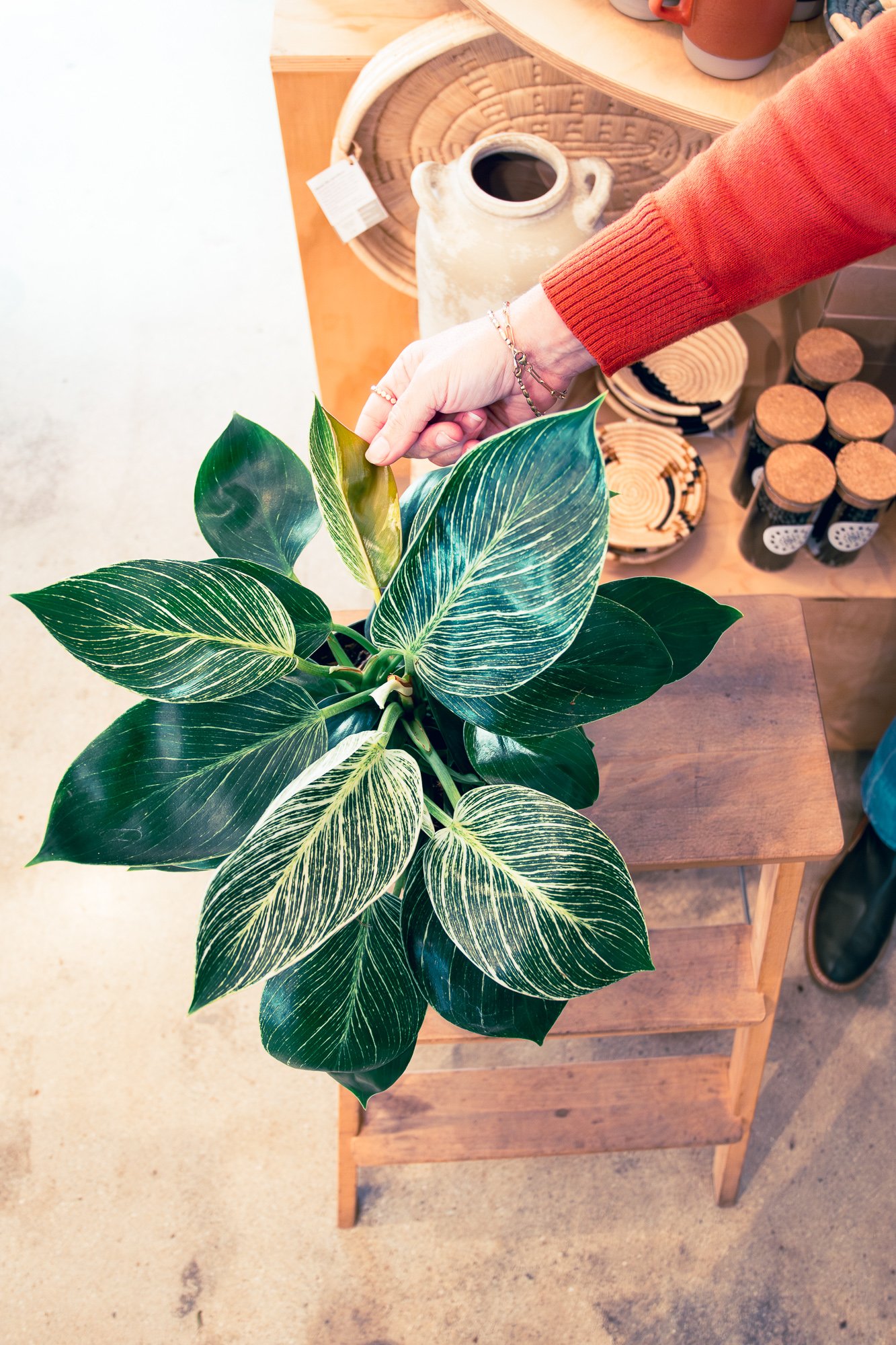 A person wearing a red sleeve is holding a green and cream variegated rubber plant inside a store with wooden furniture and decorative items.