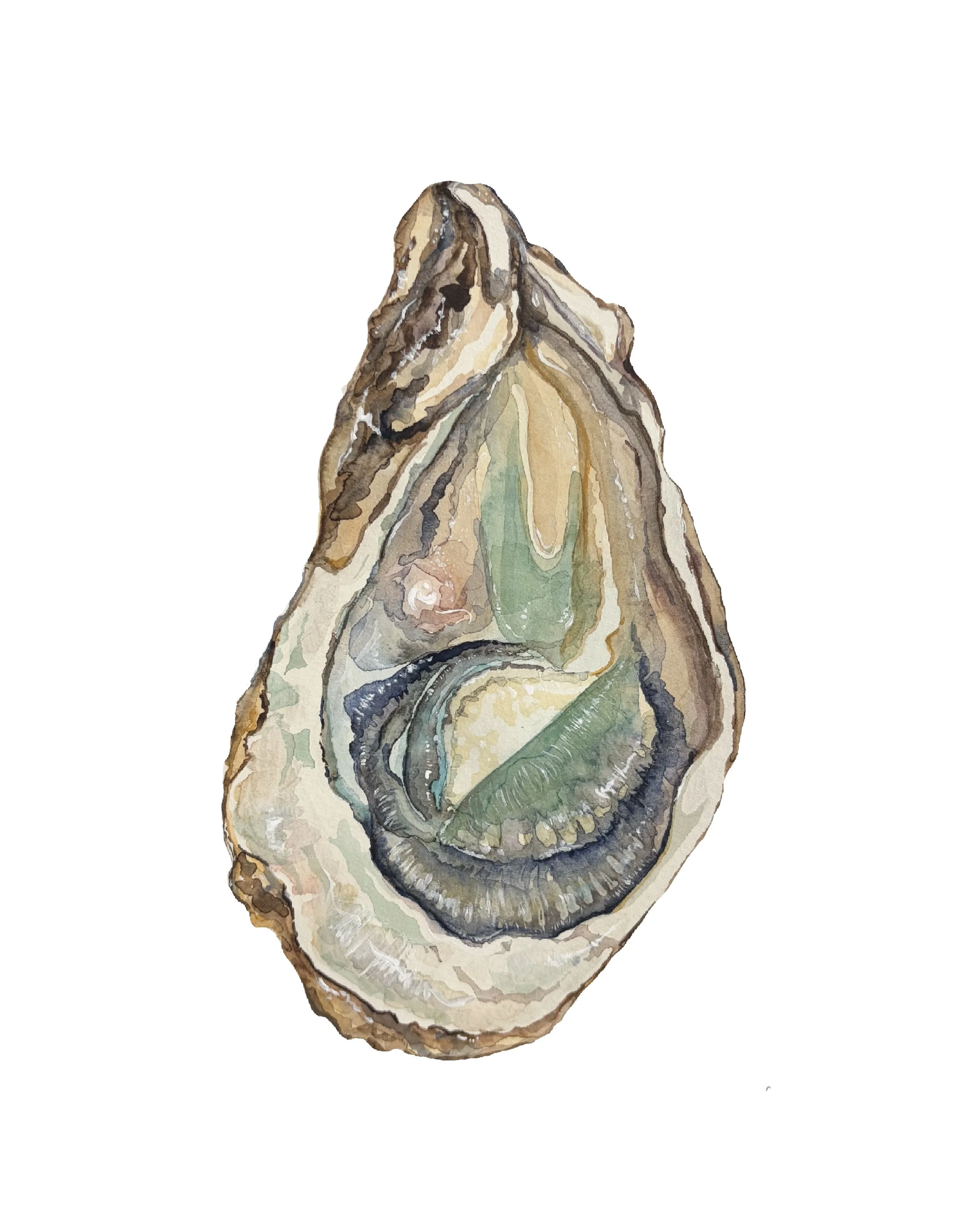 le petite oyster, watercolor on paper 2025