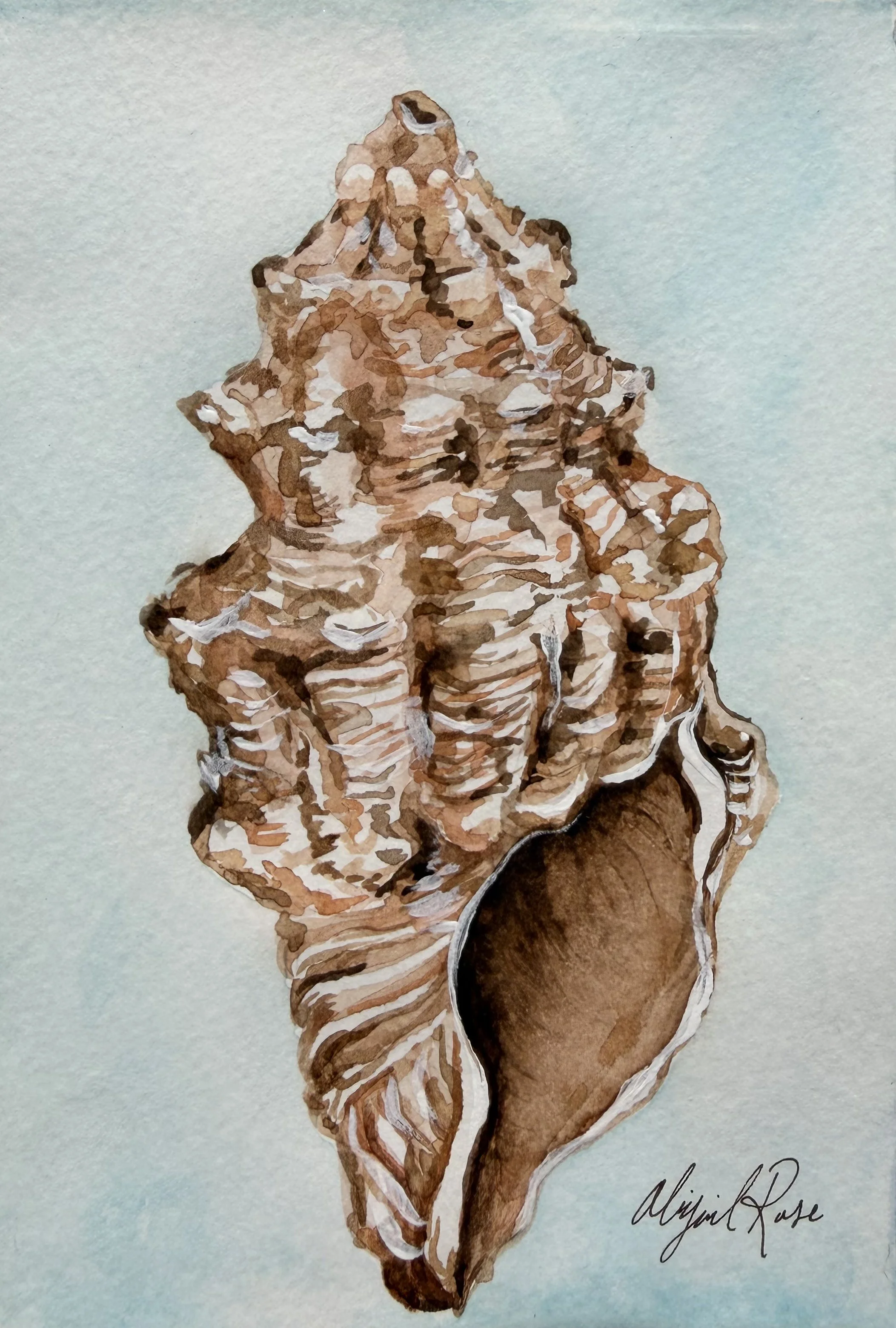 shell study no.2, watercolor on paper, 2025