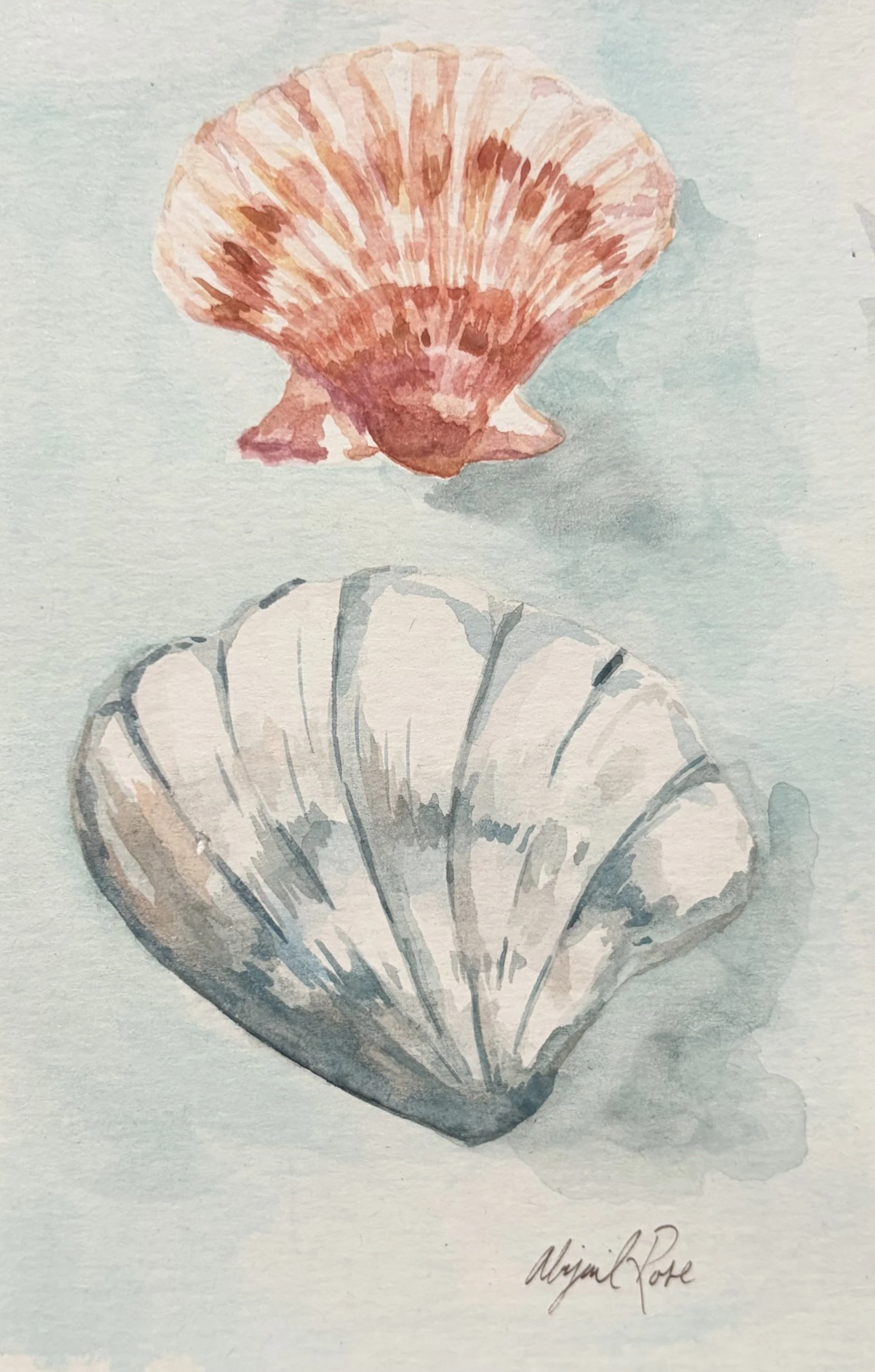 shell study no.1, watercolor on paper, 2025
