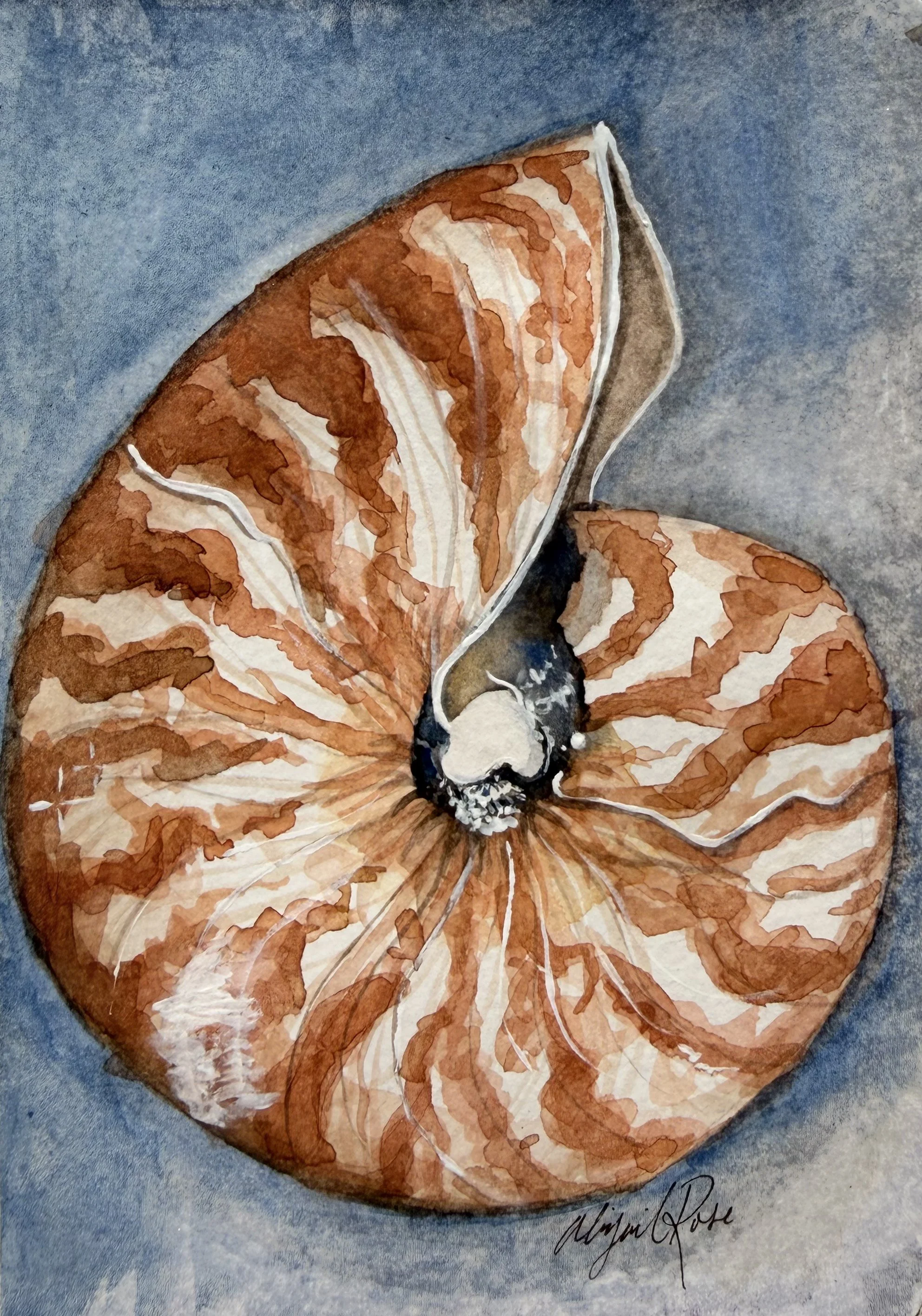 shell study no.3, watercolor on paper, 2025
