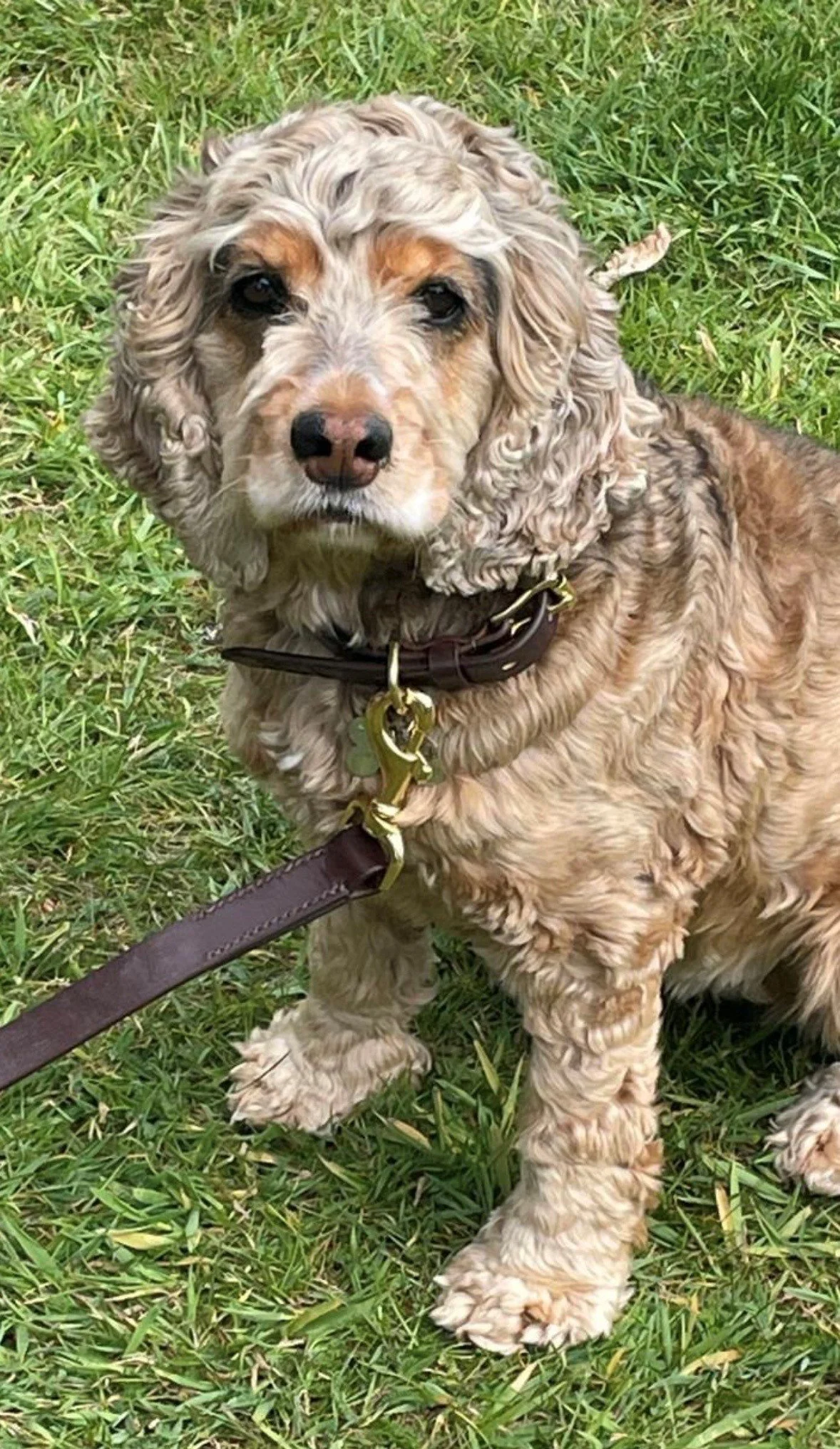 Learn why leather dog collars remain a popular choice for dog owners 