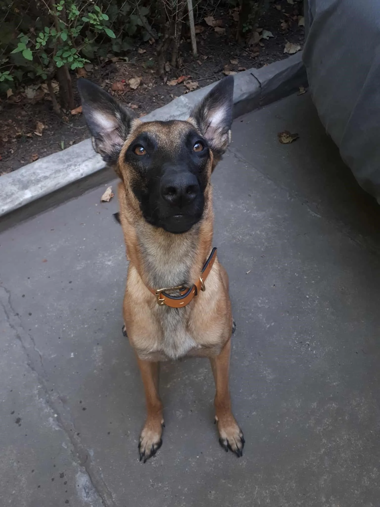 Malinois.jpg