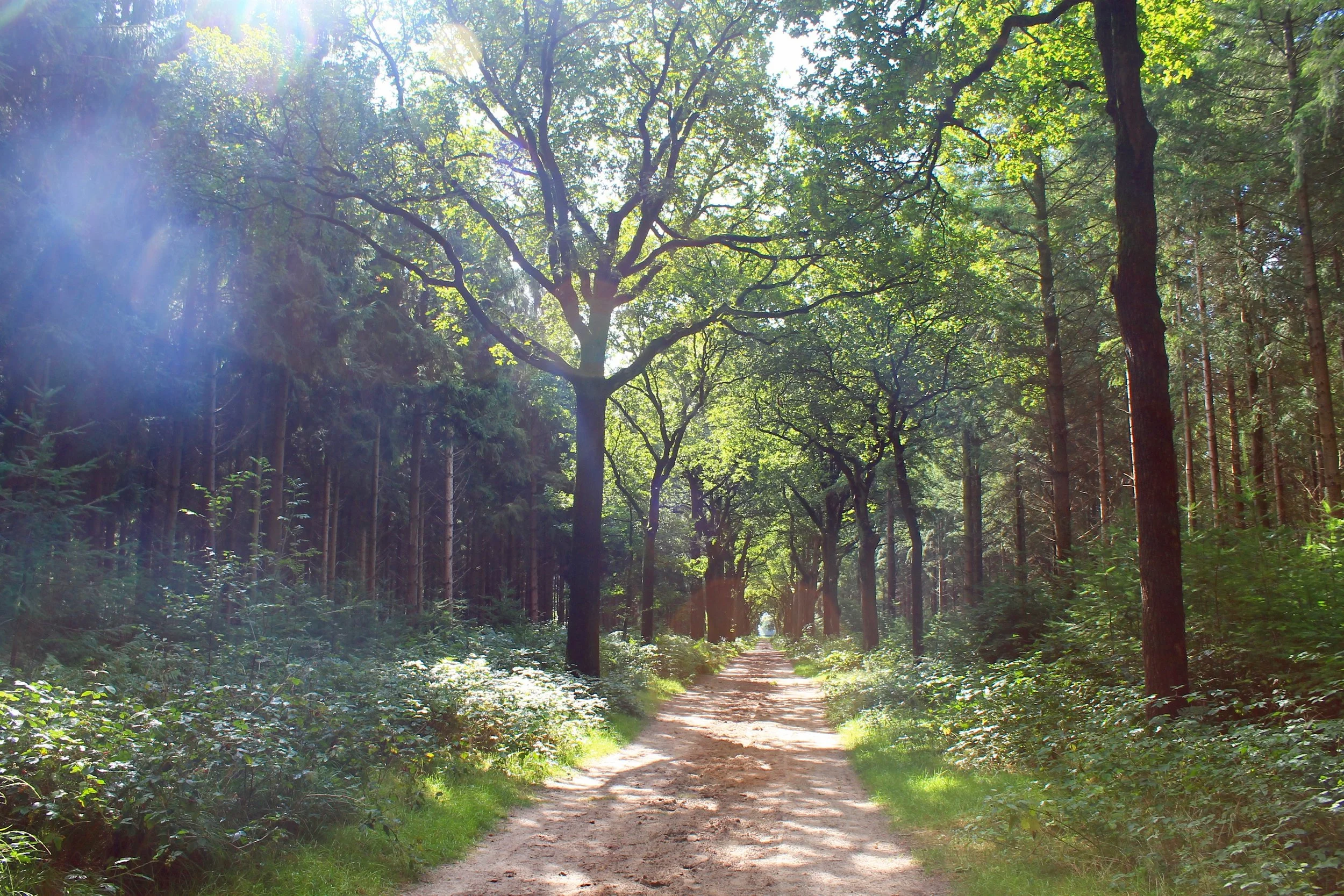 A dirt pathway running through a lush green forest with tall trees and sunlight filtering through the leaves.