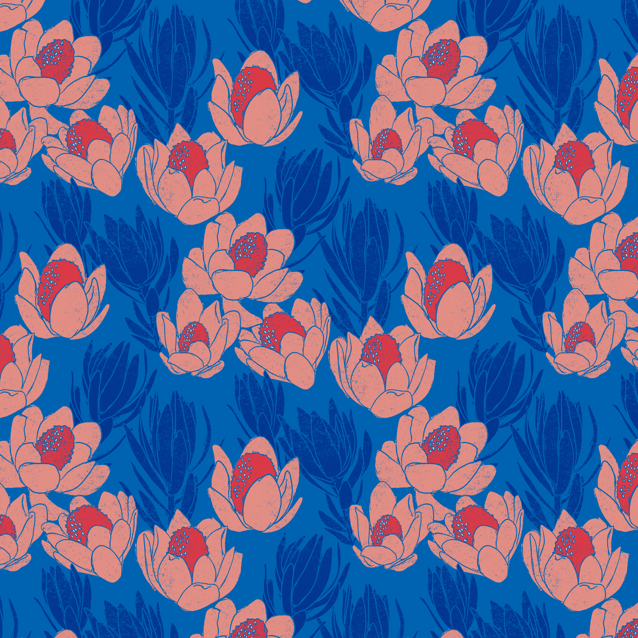 Cracked Conebush - electric blue, salmon